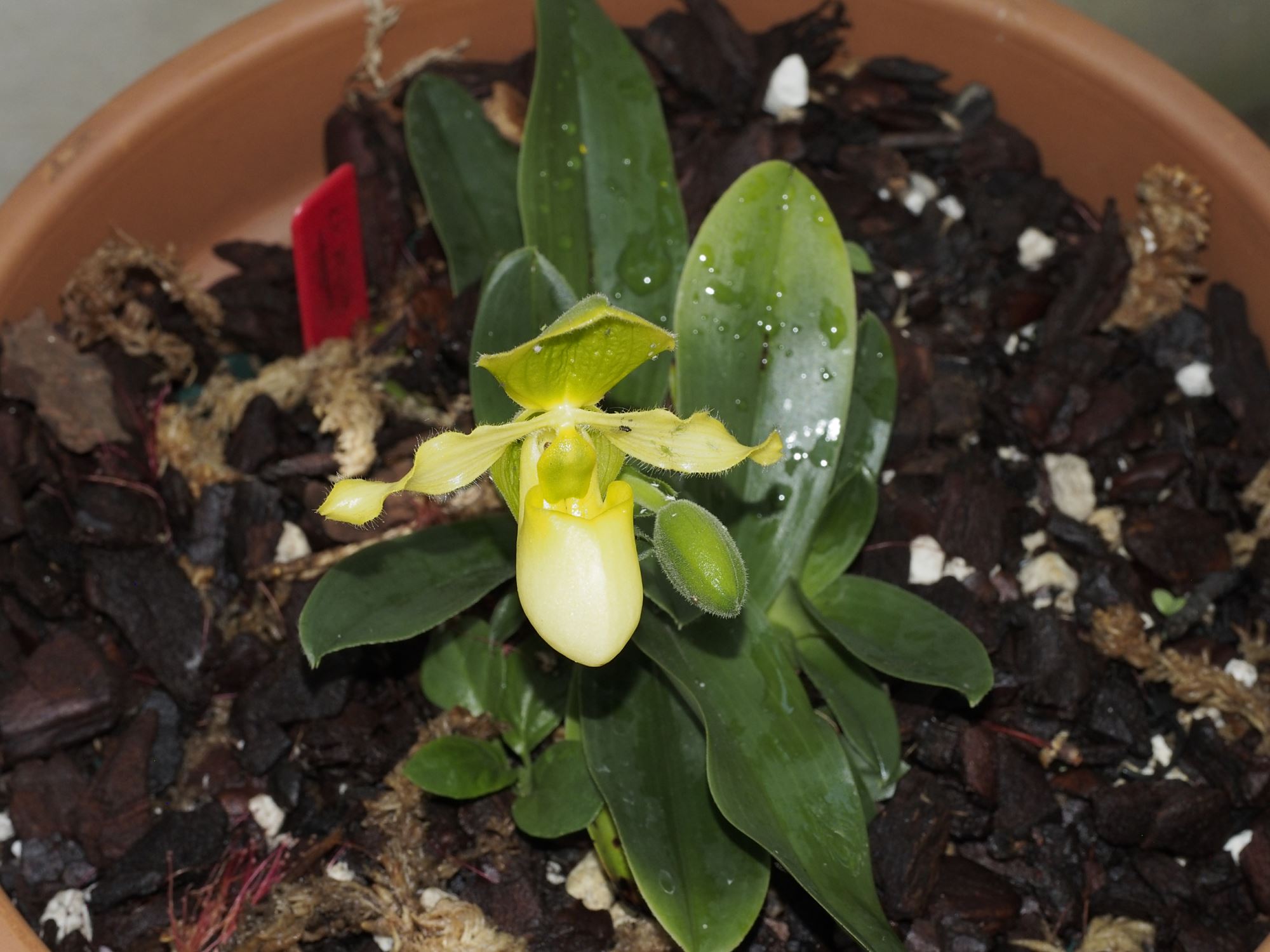 Image of Paphiopedilum 'Pinocchio Alba'