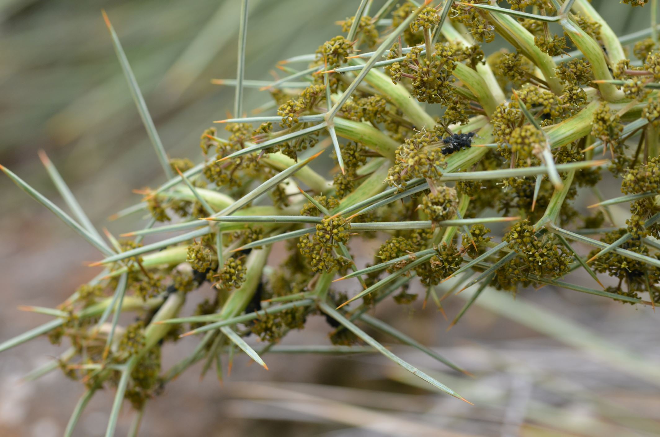 Image of Aciphylla colensoi