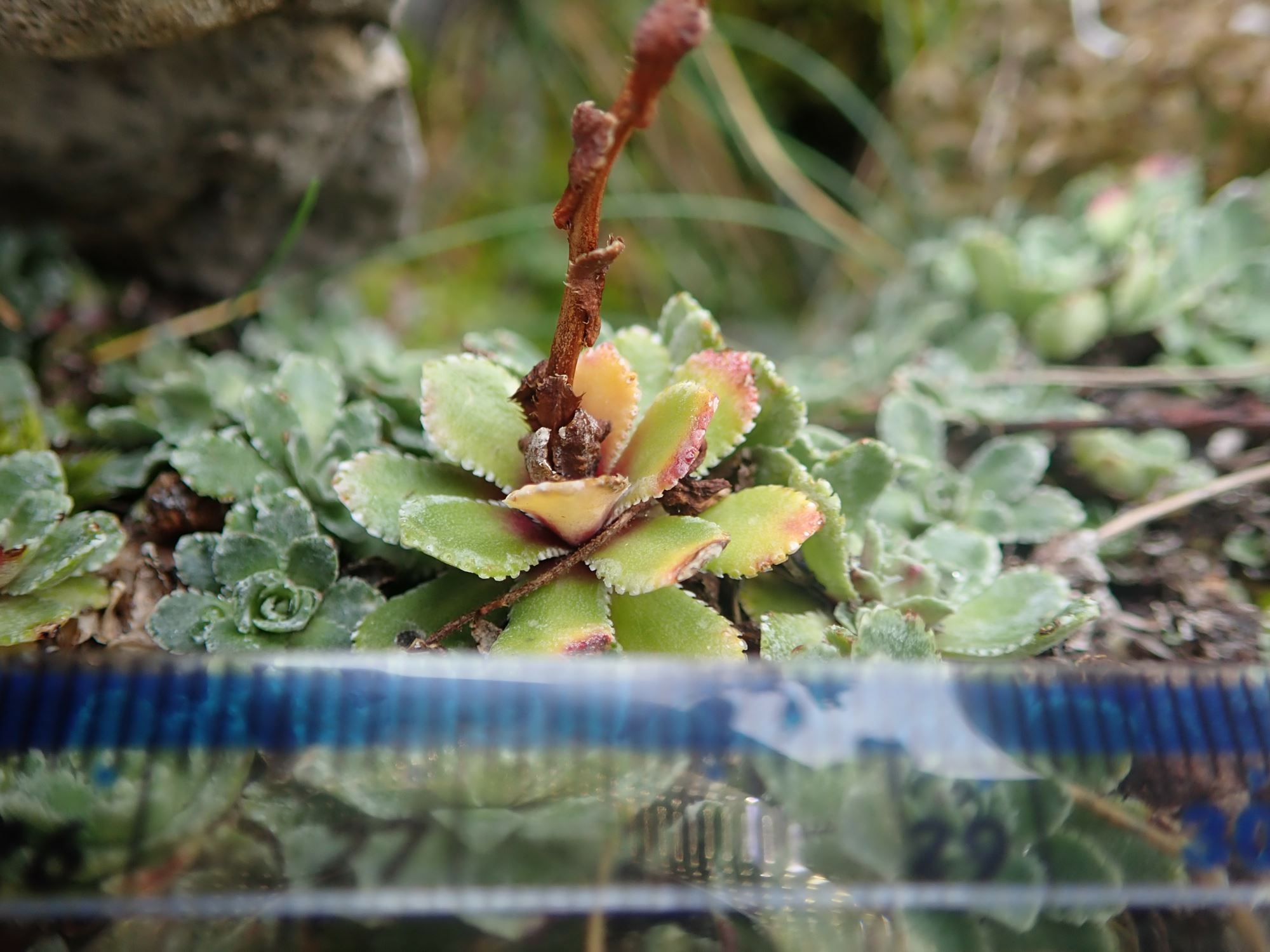 Image of Saxifraga paniculata