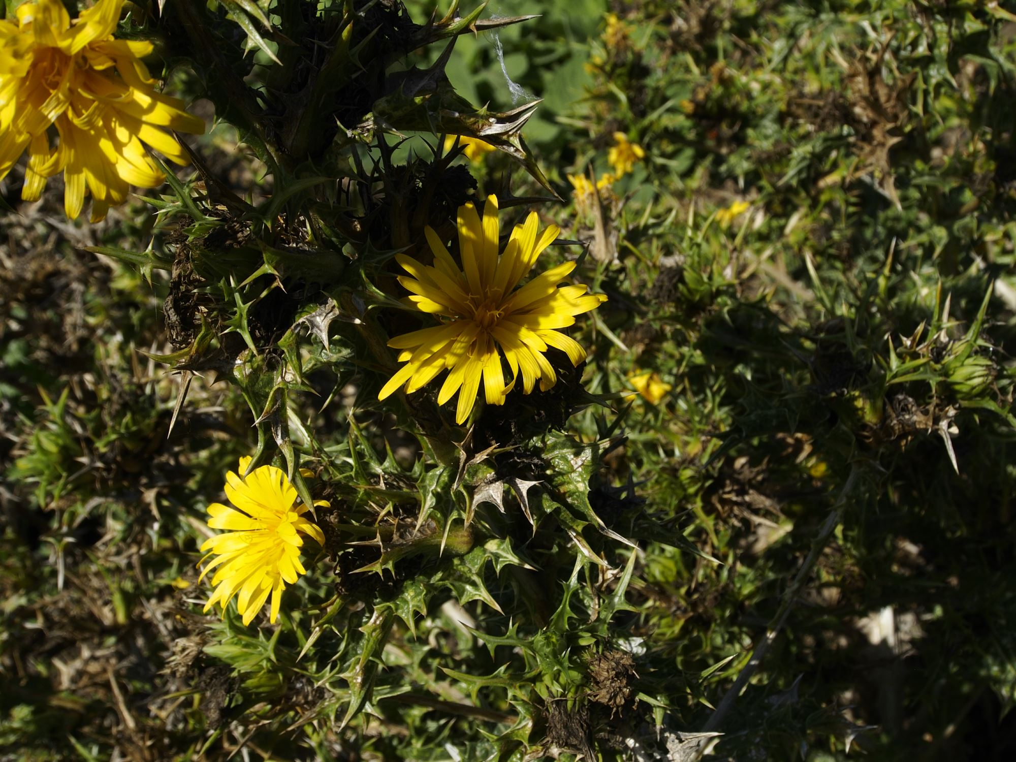 Image of Scolymus hispanicus