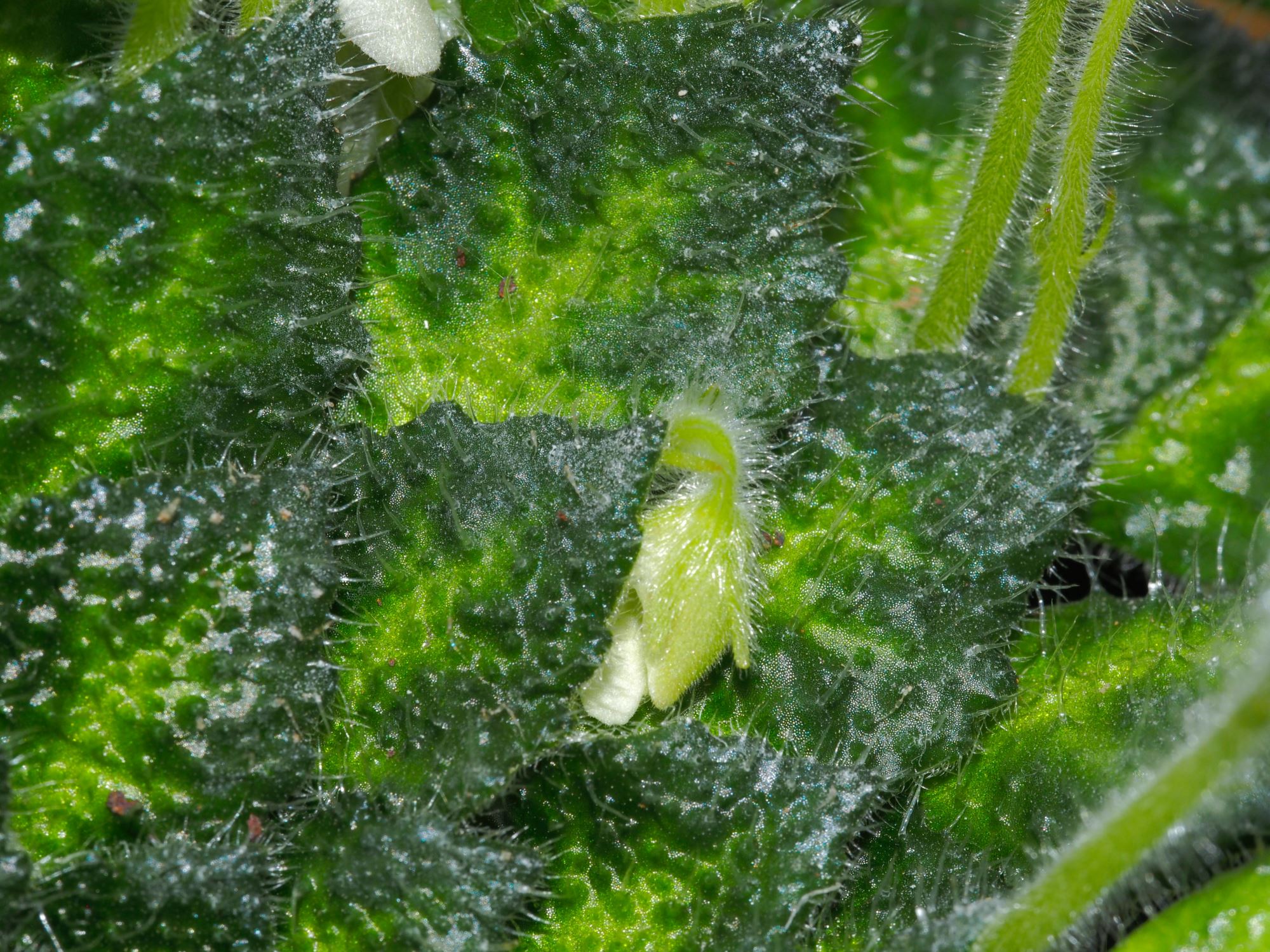 Image of Petrocosmea cryptica