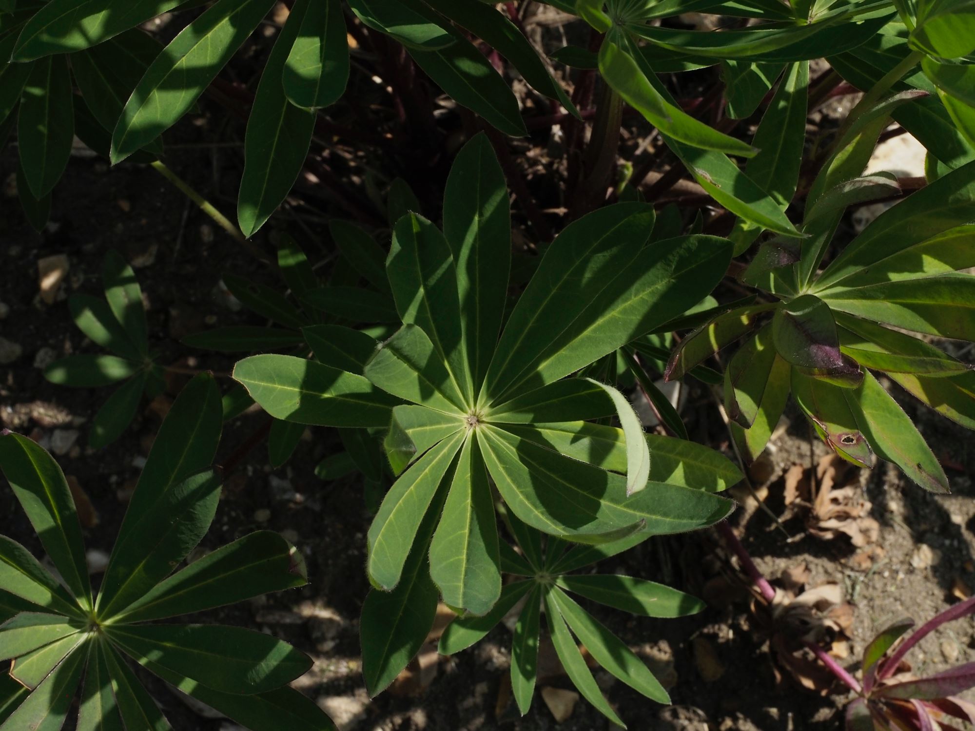 Image of Lupinus polyphyllus