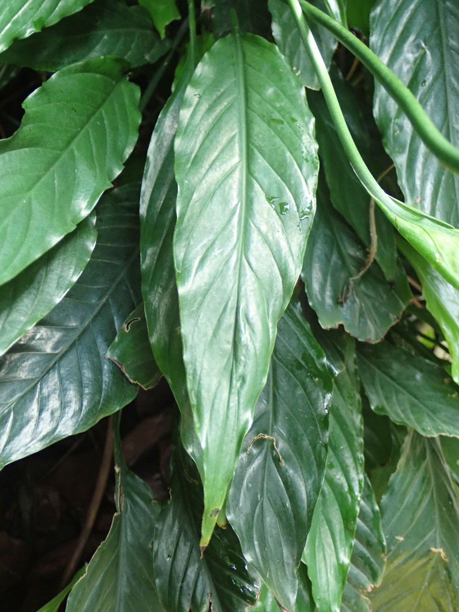 Image of Spathiphyllum wallisii