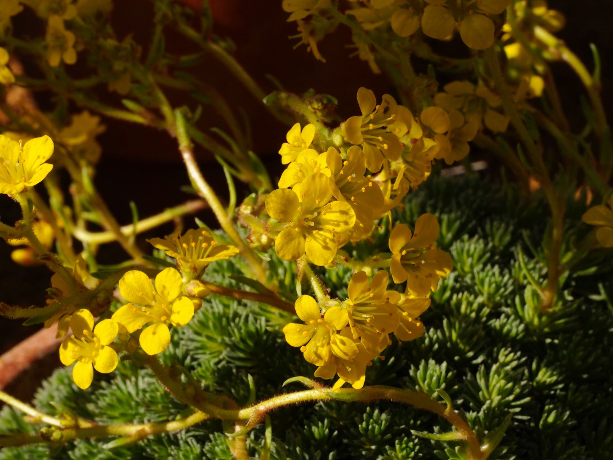 Image of Saxifraga Ã— borisii