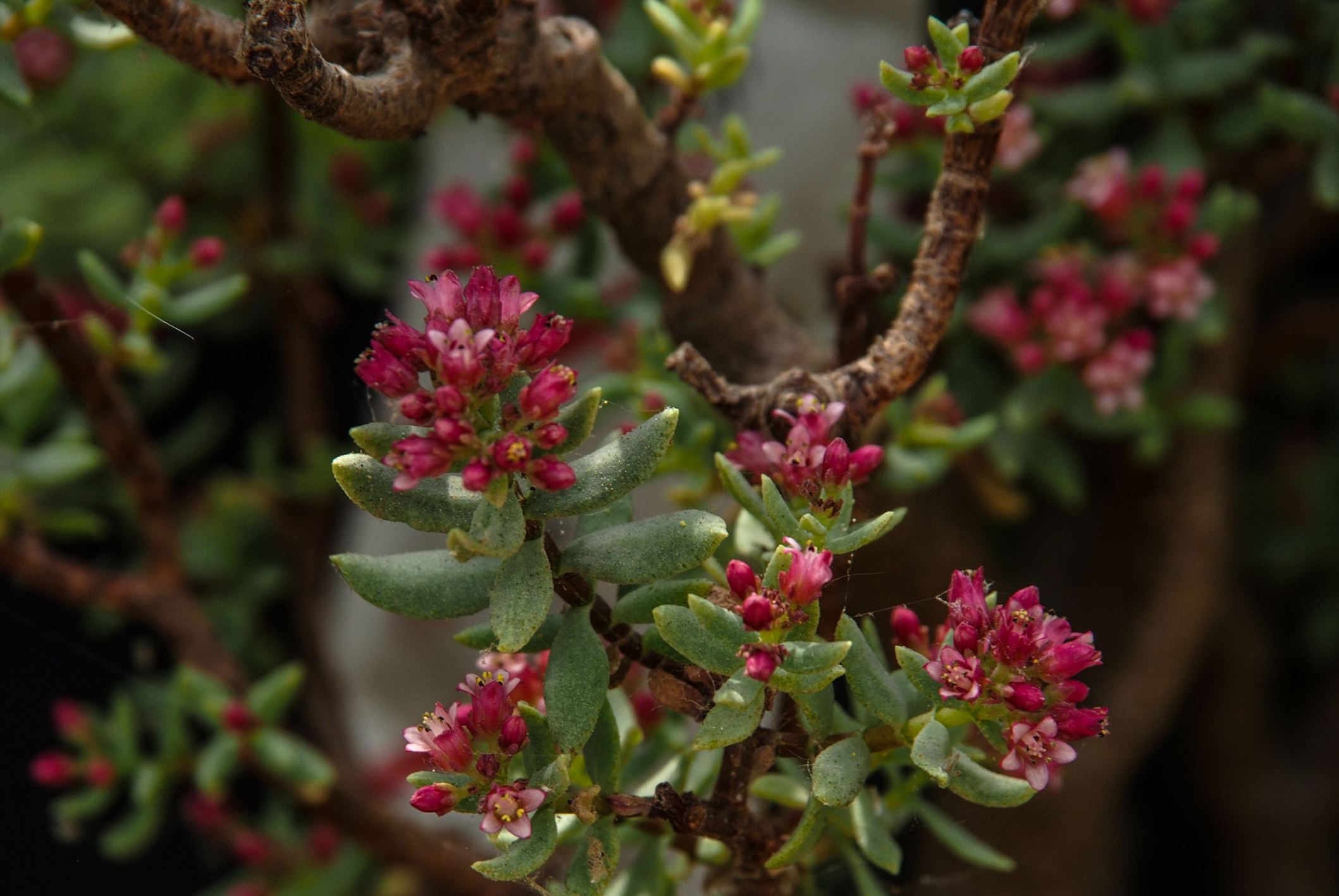 Image of Crassula sarcocaulis