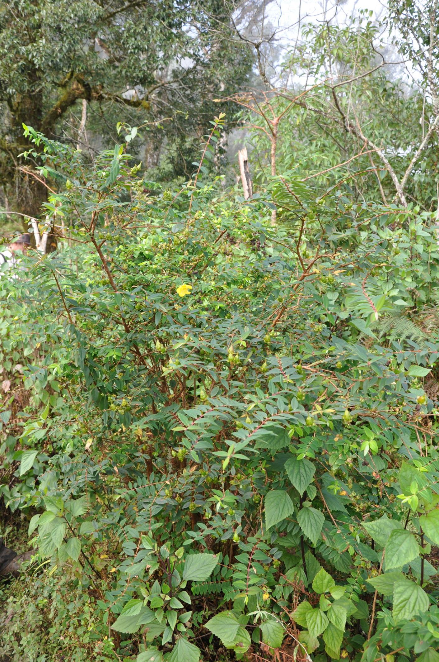 Image of Hypericum sp.