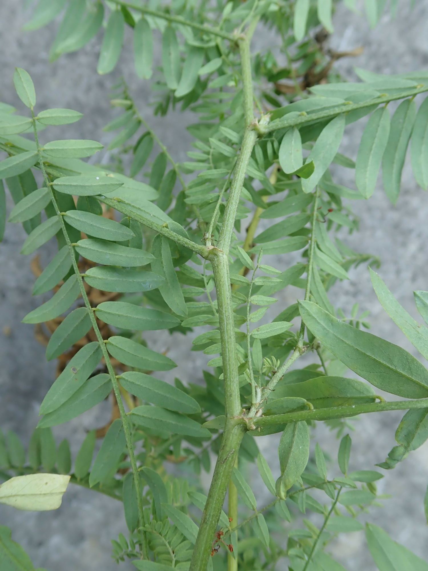 Image of Astragalus falcatus