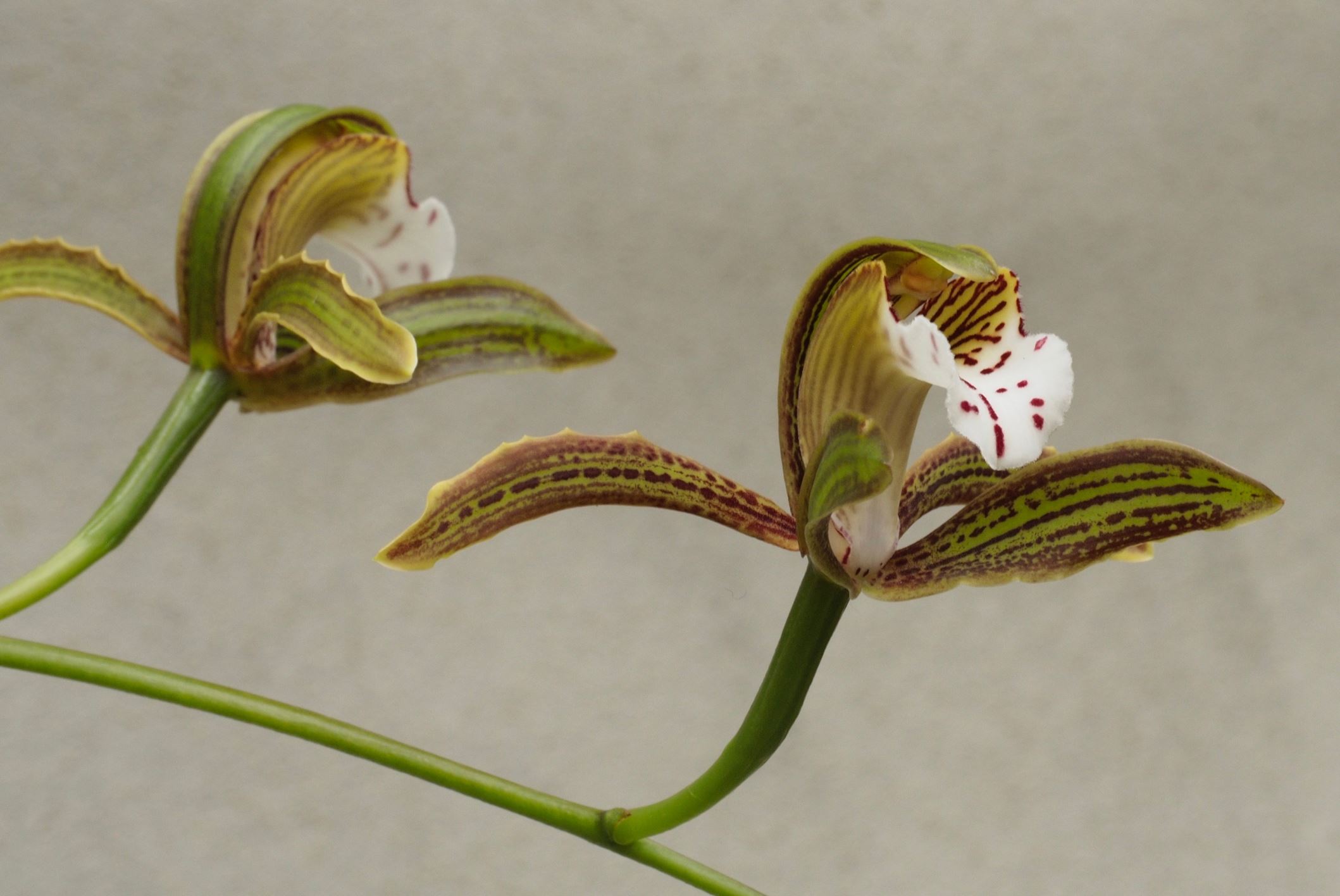 Image of Cymbidium erythraeum