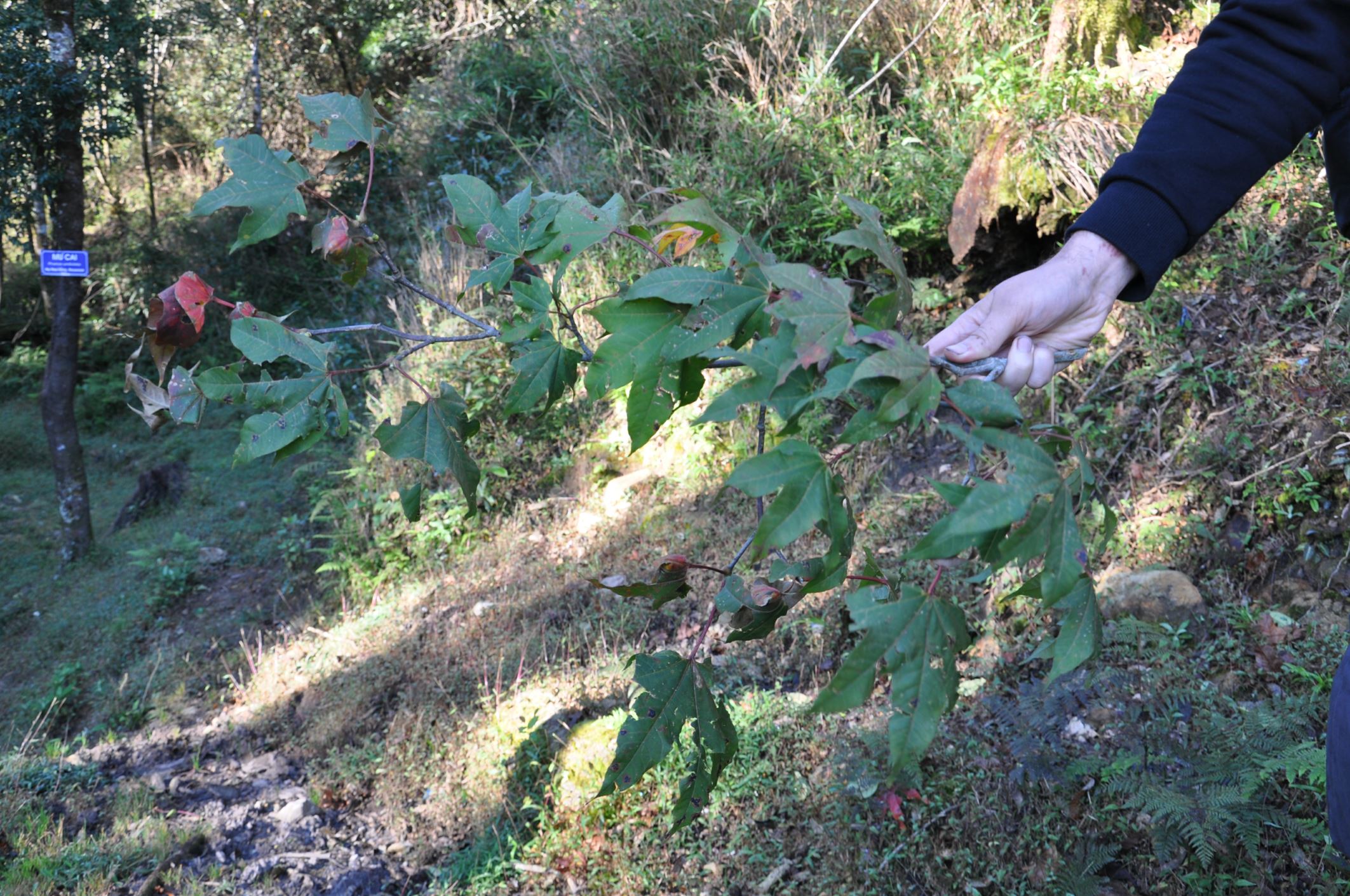 Image of Acer campbellii subsp. flabellatum