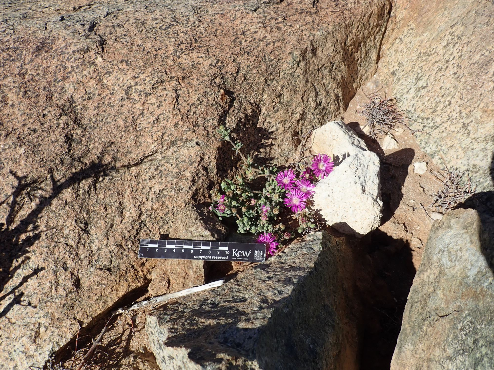 Image of Drosanthemum hispidum