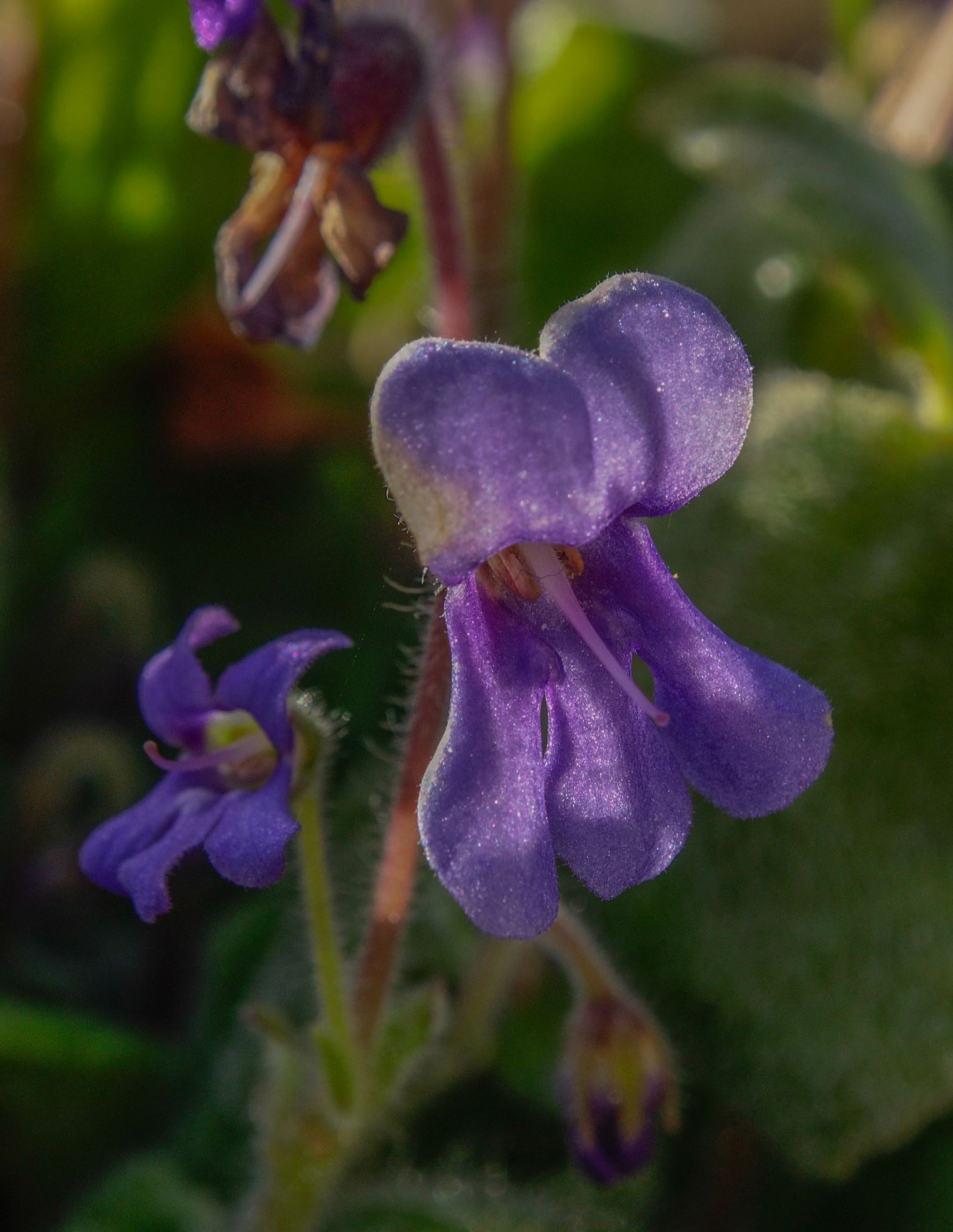 Image of Petrocosmea flaccida