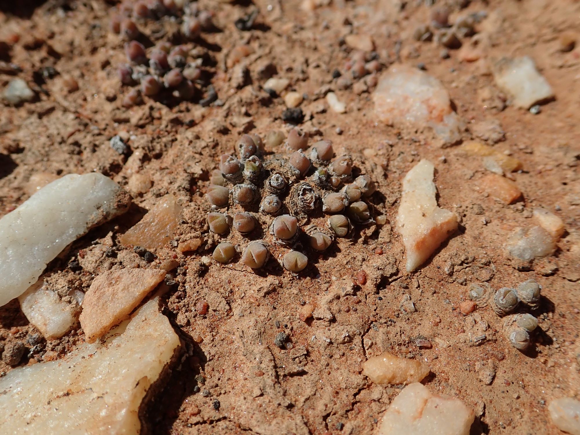 Image of Conophytum hians