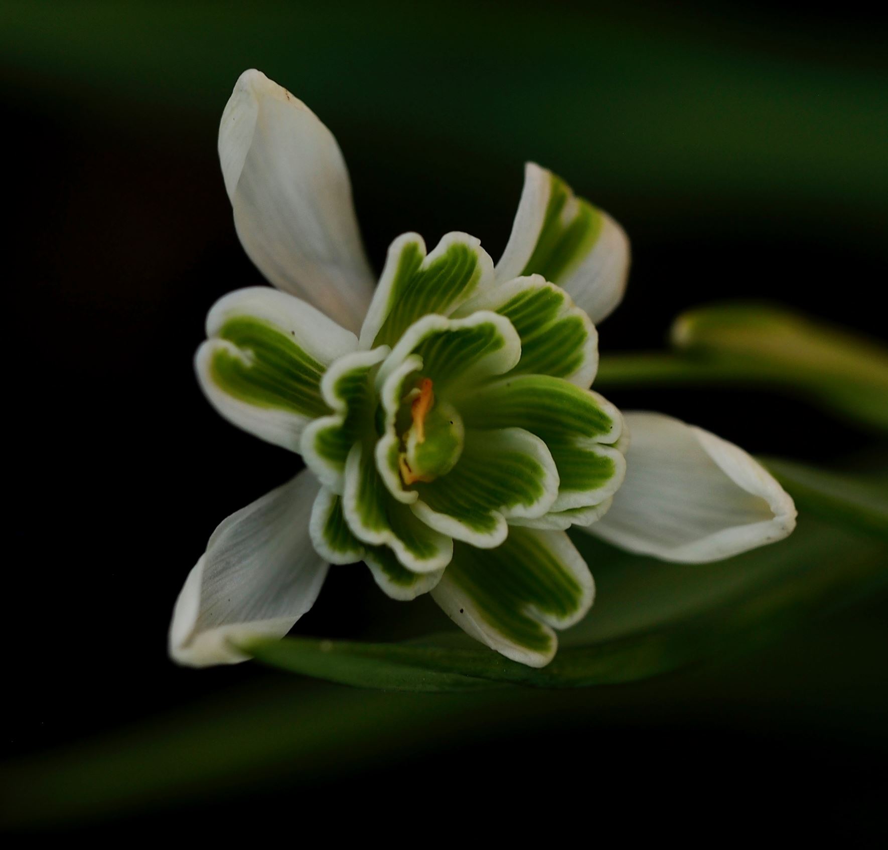 Image of Galanthus 'Ophelia'