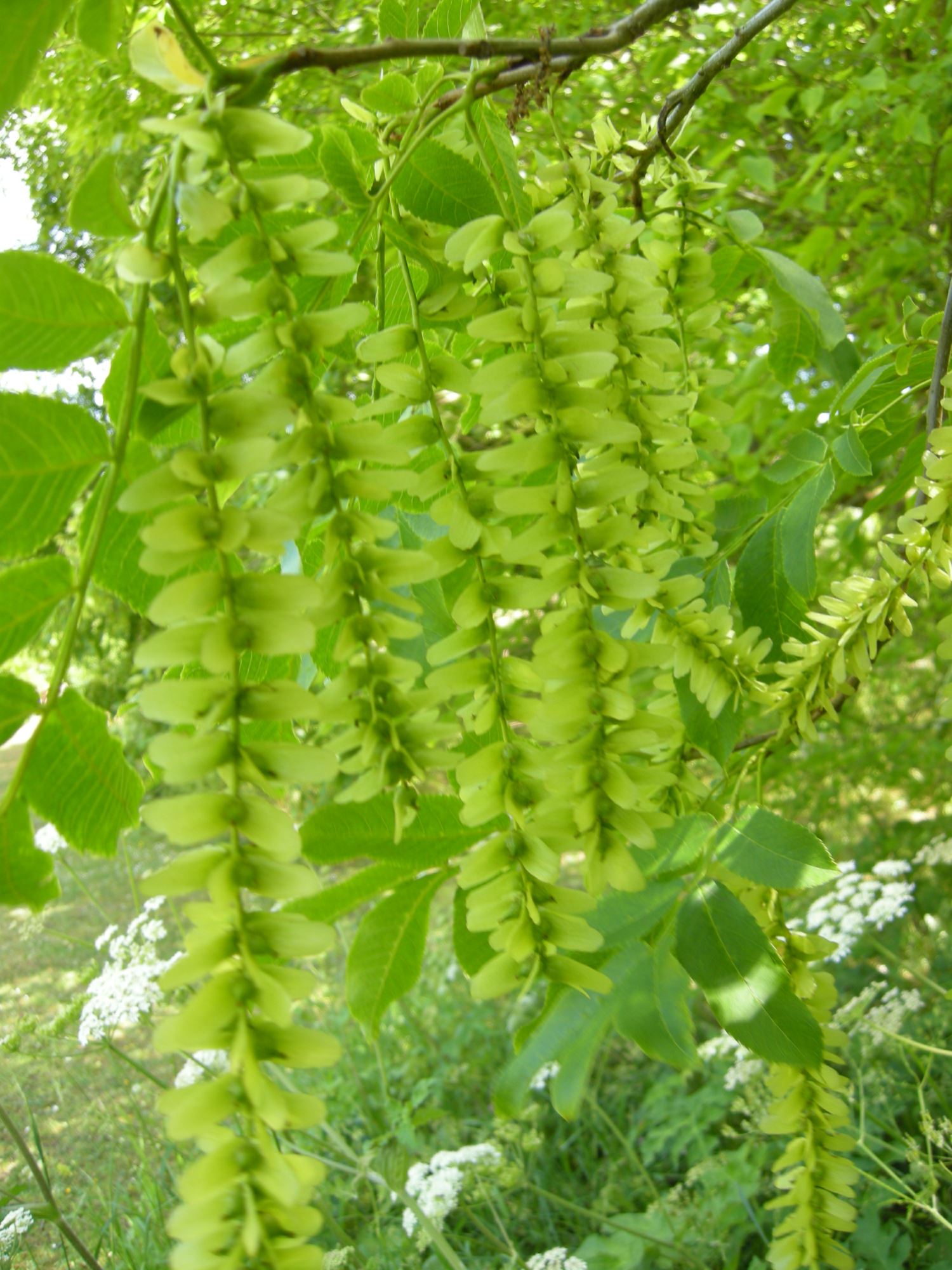 Image of Pterocarya stenoptera
