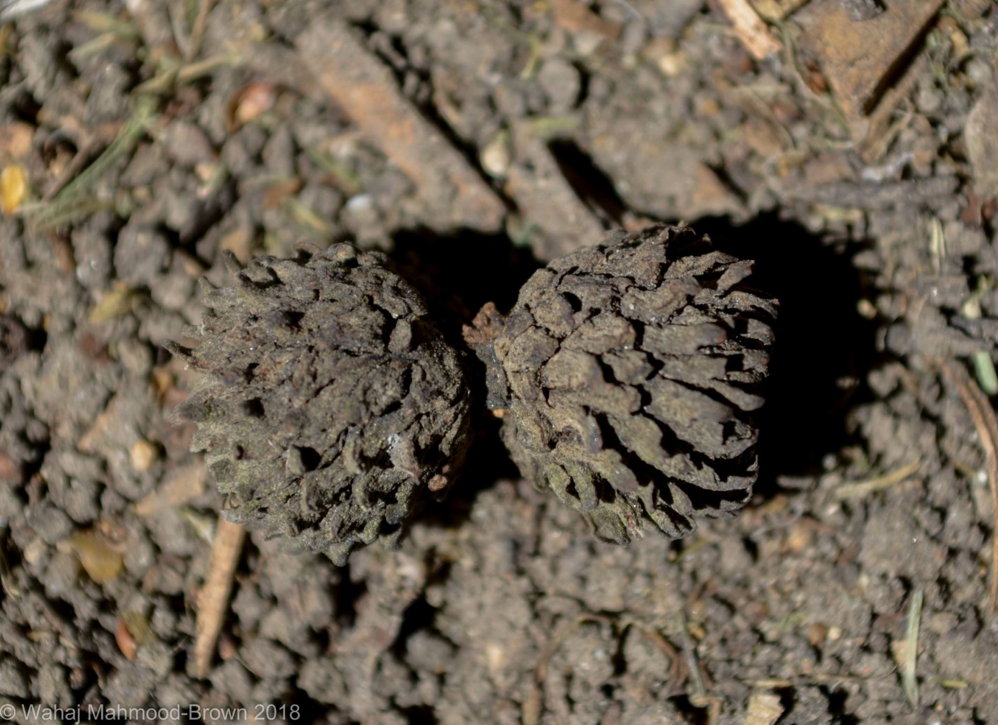 Image of Quercus trojana