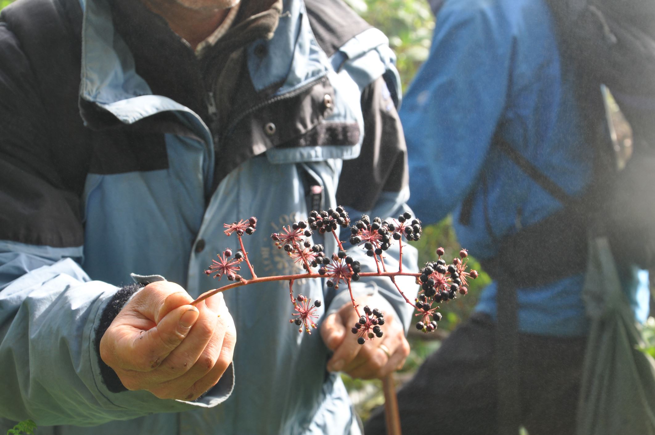 Image of Aralia armata