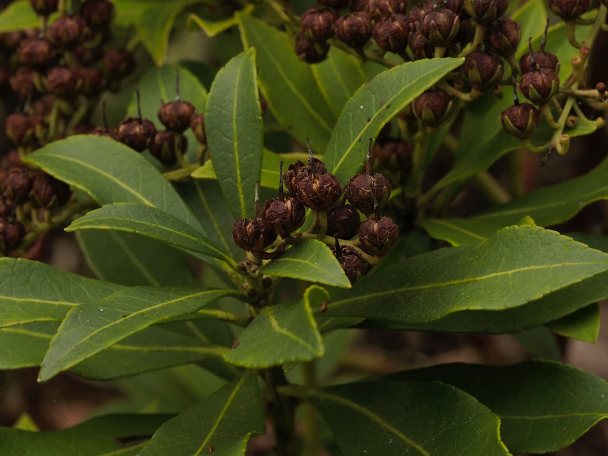 Image of Pieris japonica