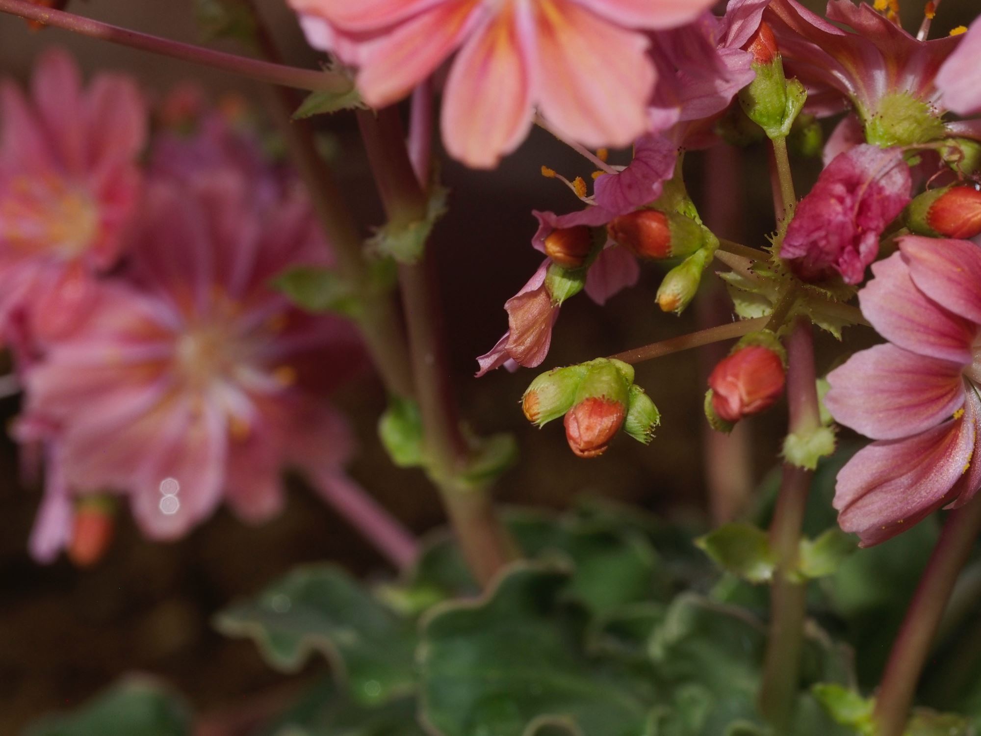 Image of Lewisia cotyledon
