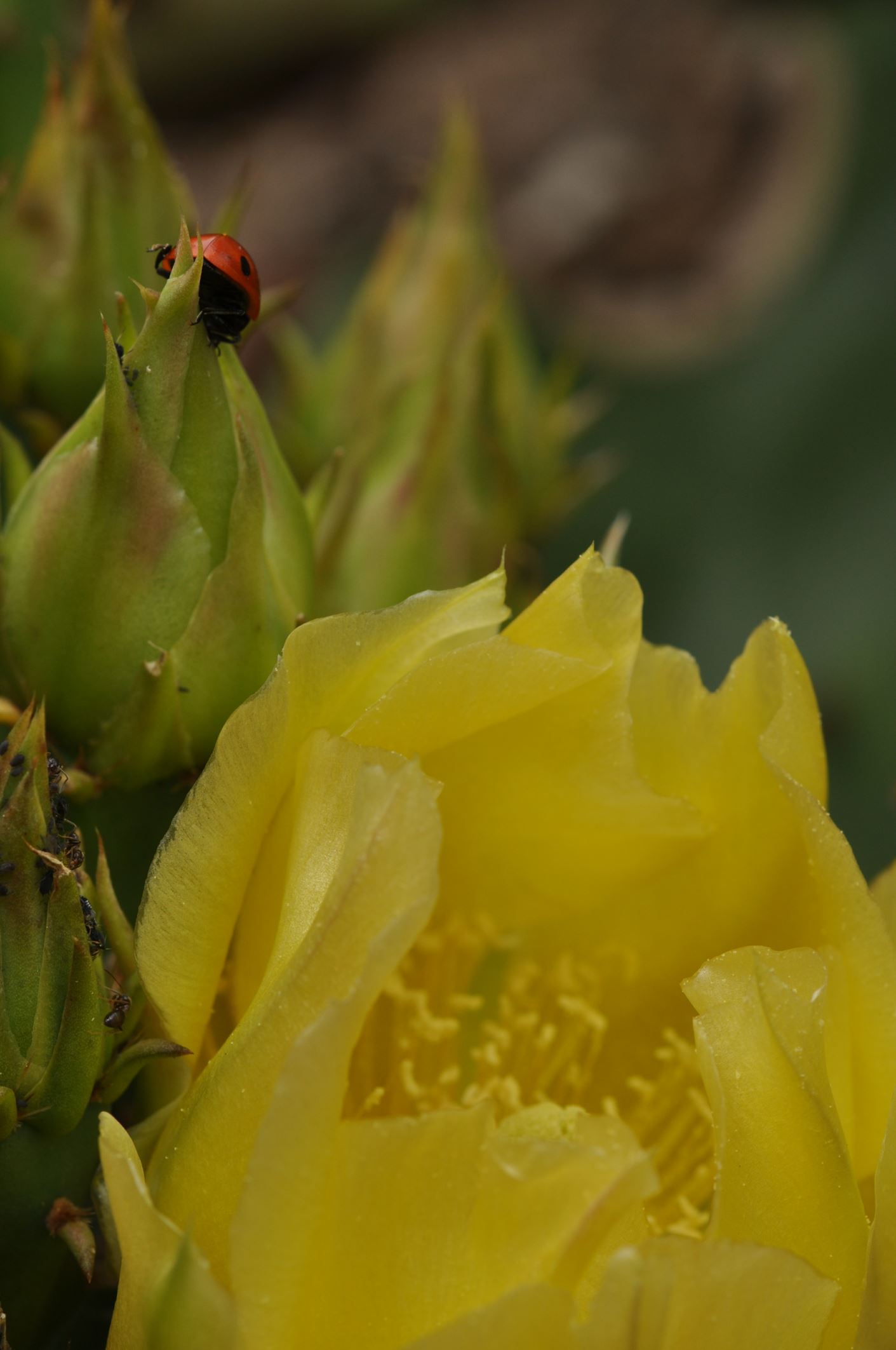 Image of Opuntia engelmannii var. lindheimeri