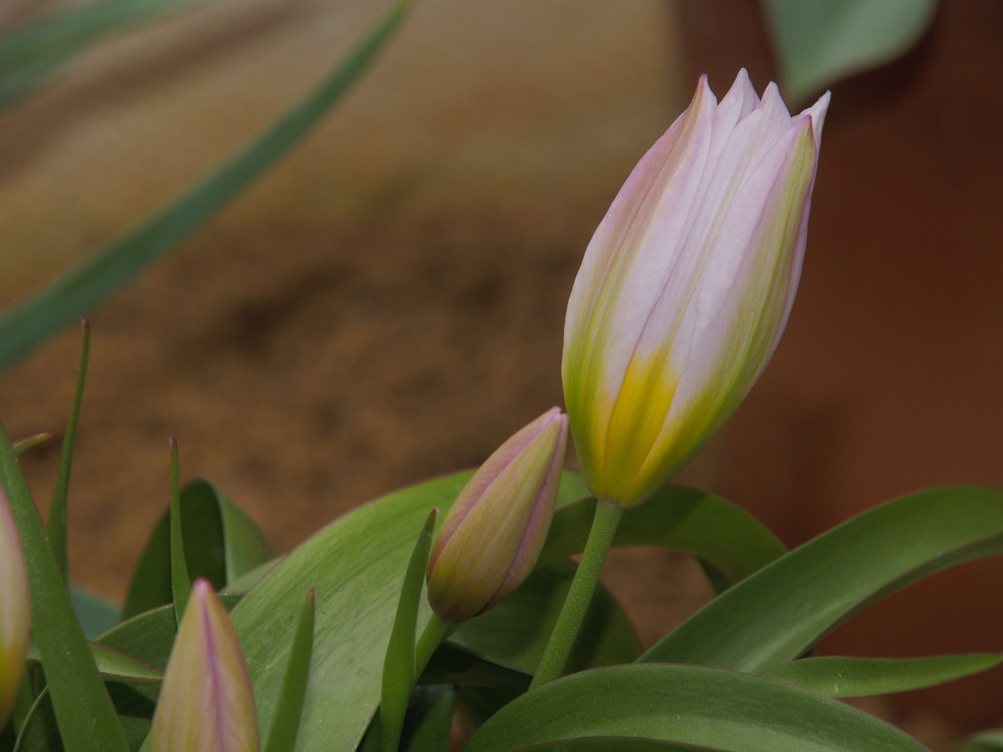 Image of Tulipa saxatilis