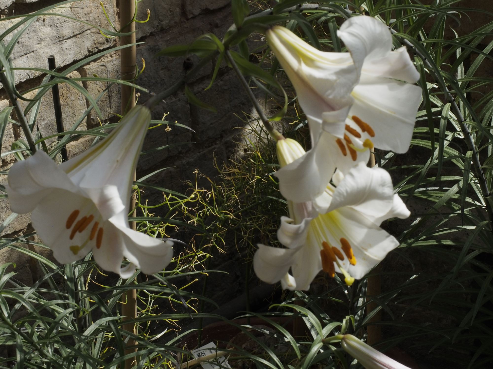 Image of Lilium pumilum