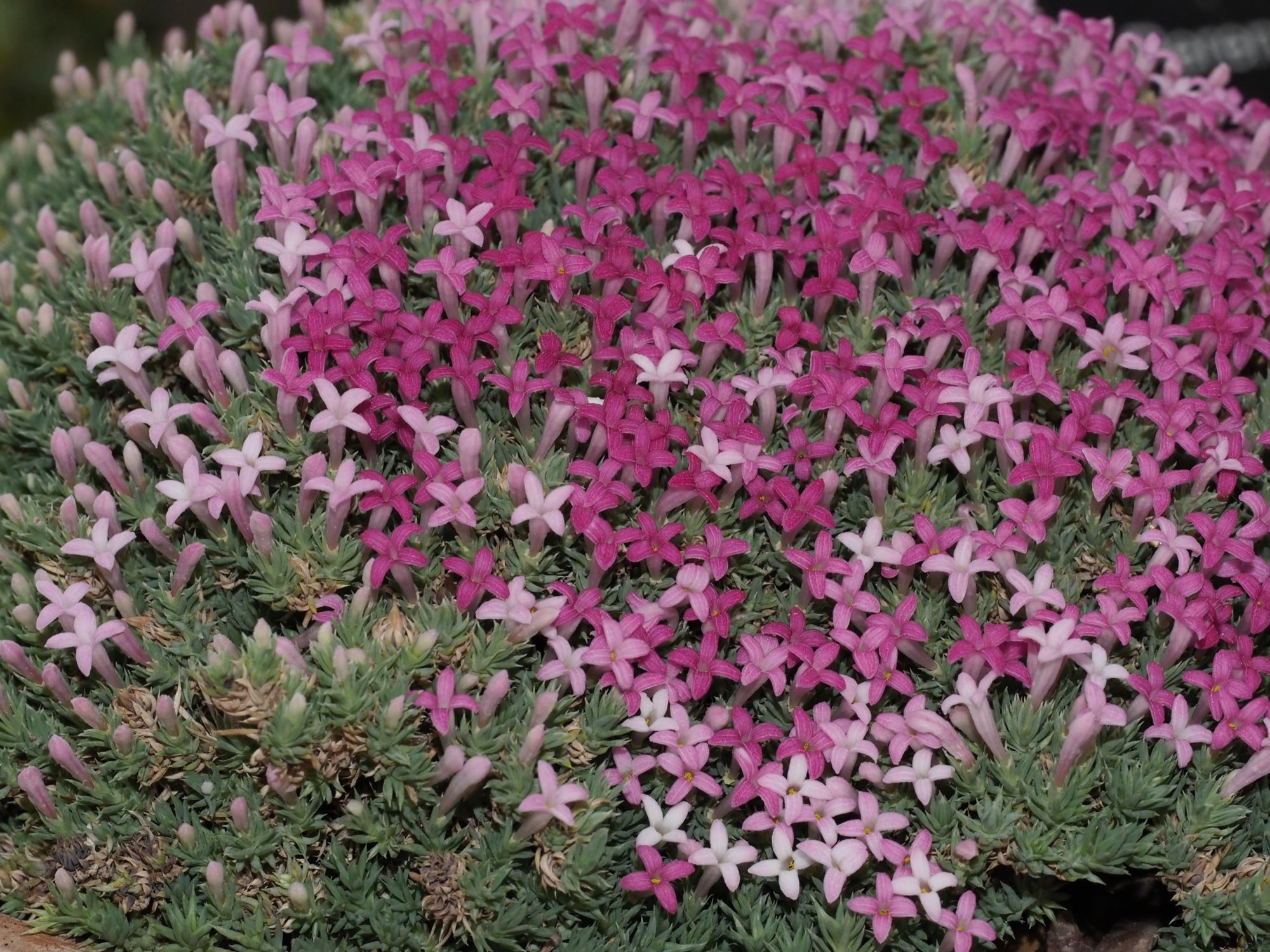 Image of Asperula sintenisii