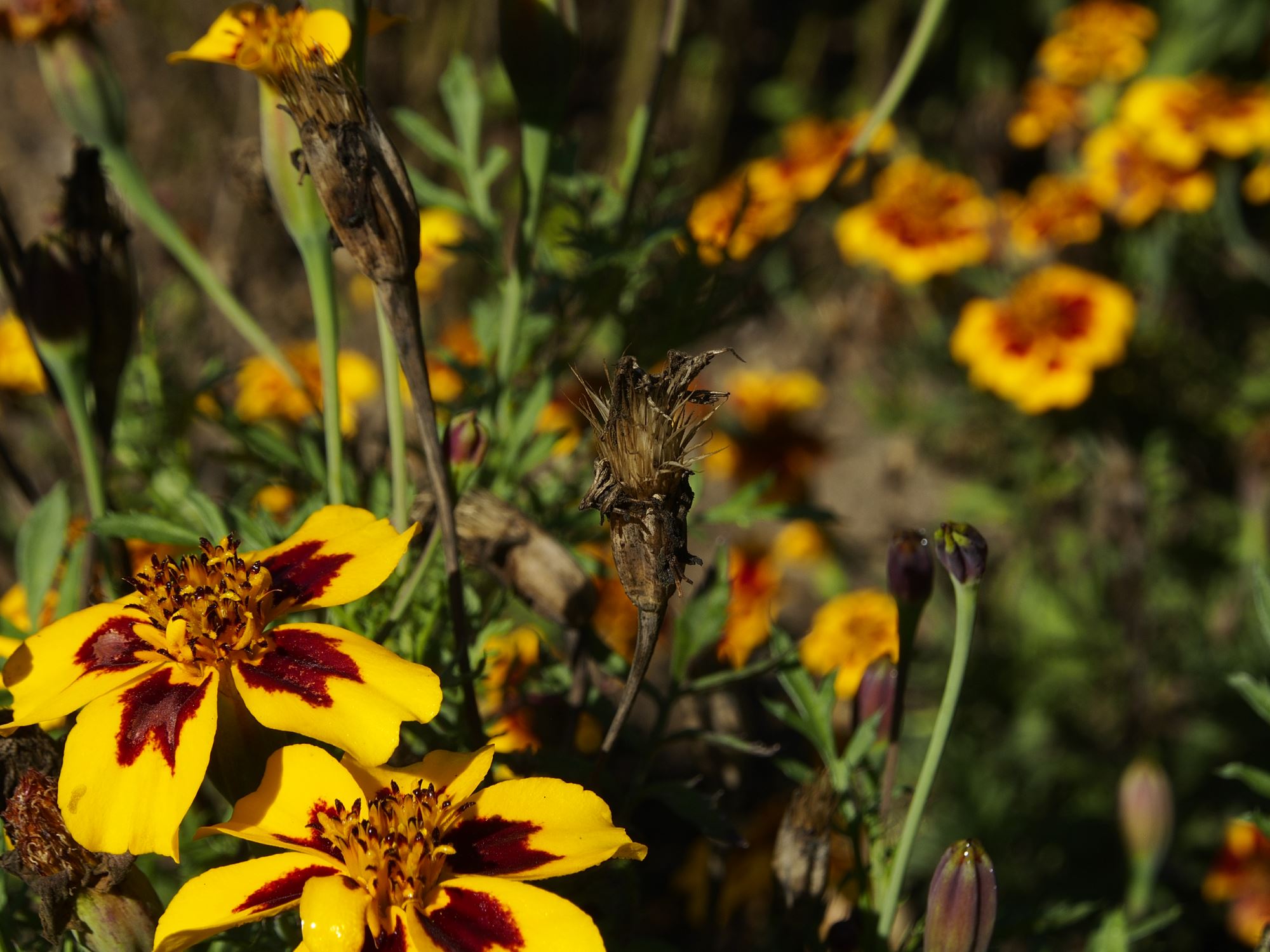 Image of Tagetes patula 'Legion of Honour'