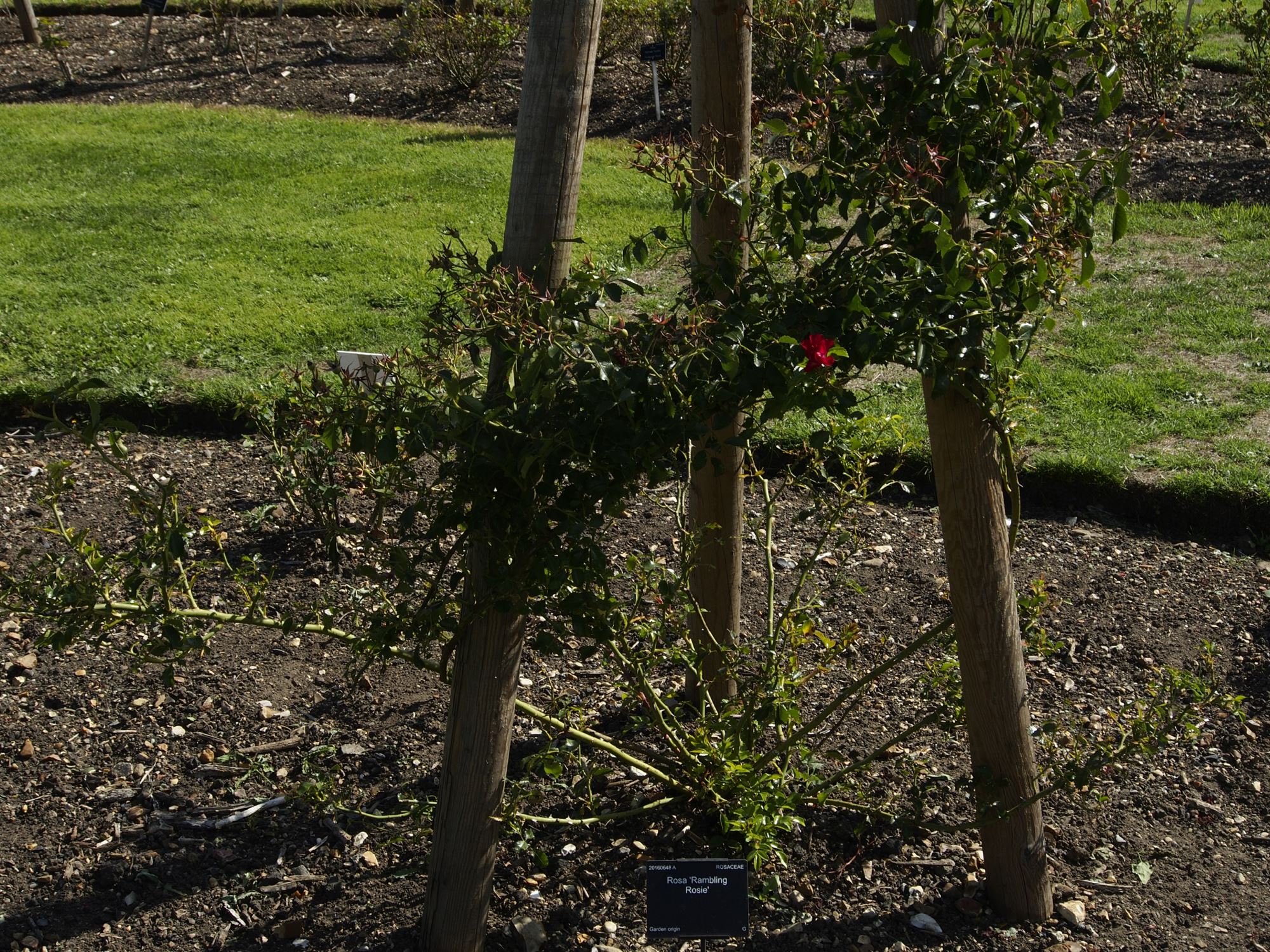 Image of Rosa 'Rambling Rosie'