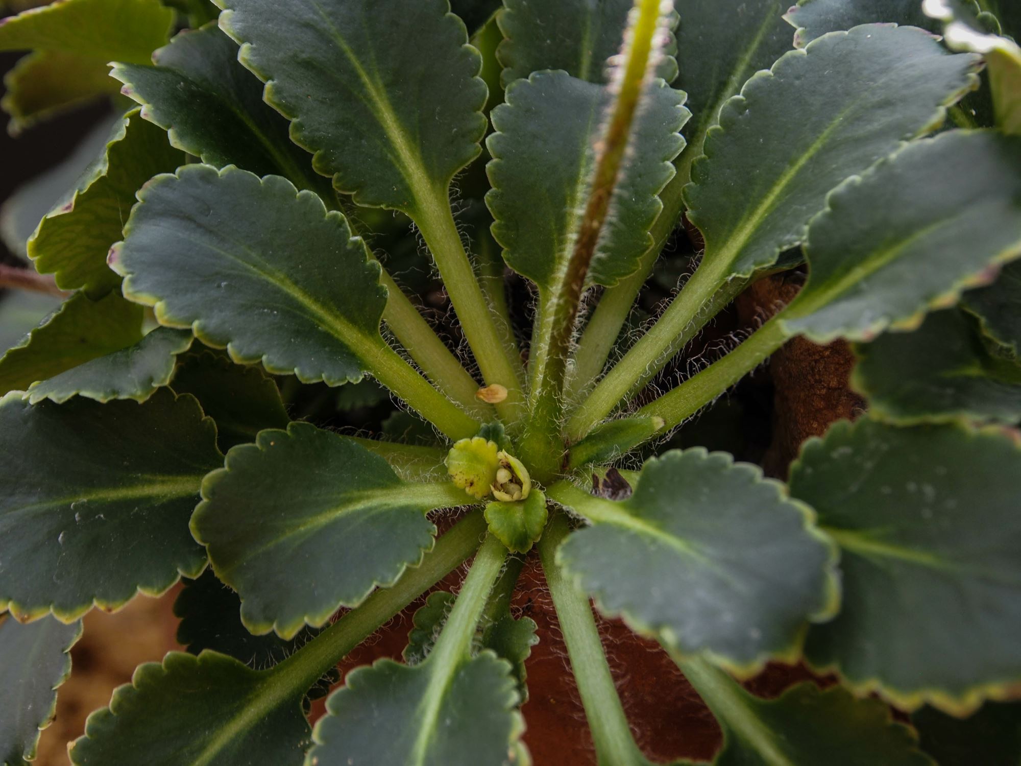 Image of Saxifraga umbrosa