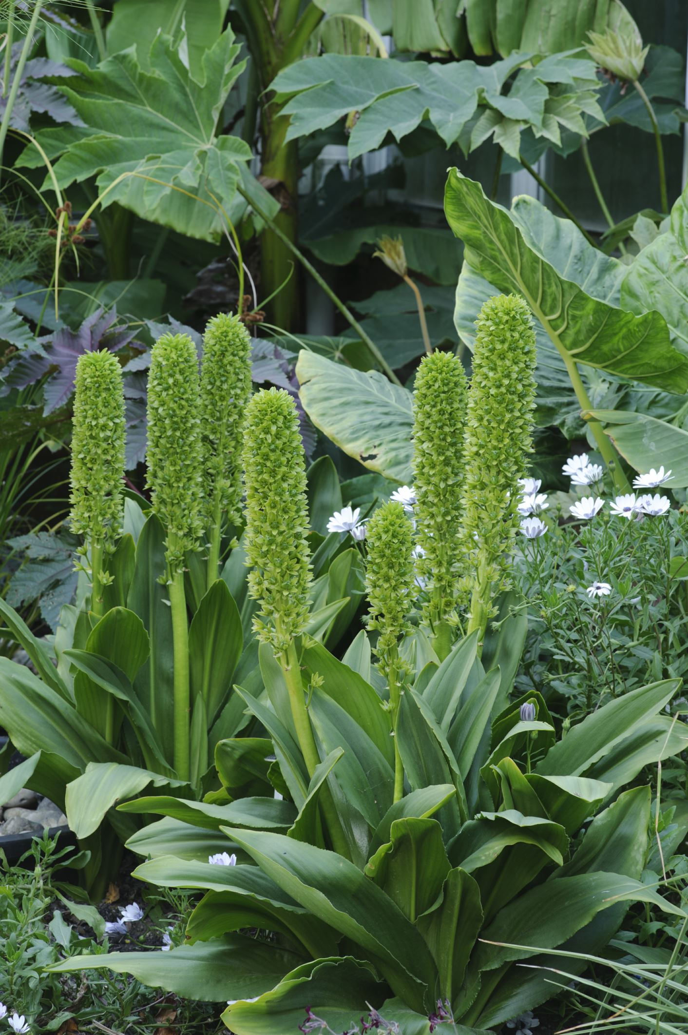 Image of Eucomis pallidiflora subsp. pole-evansii