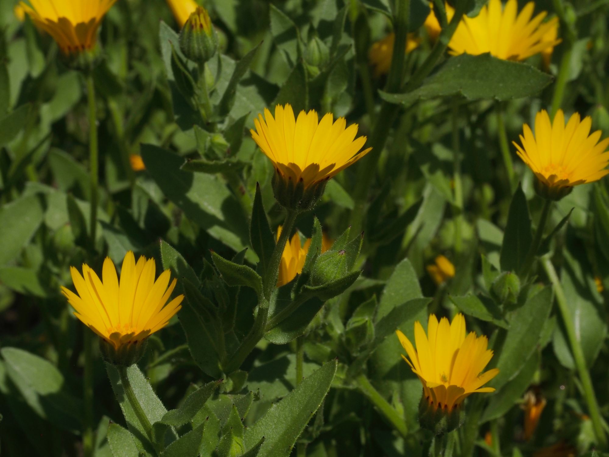 Image of Calendula officinalis