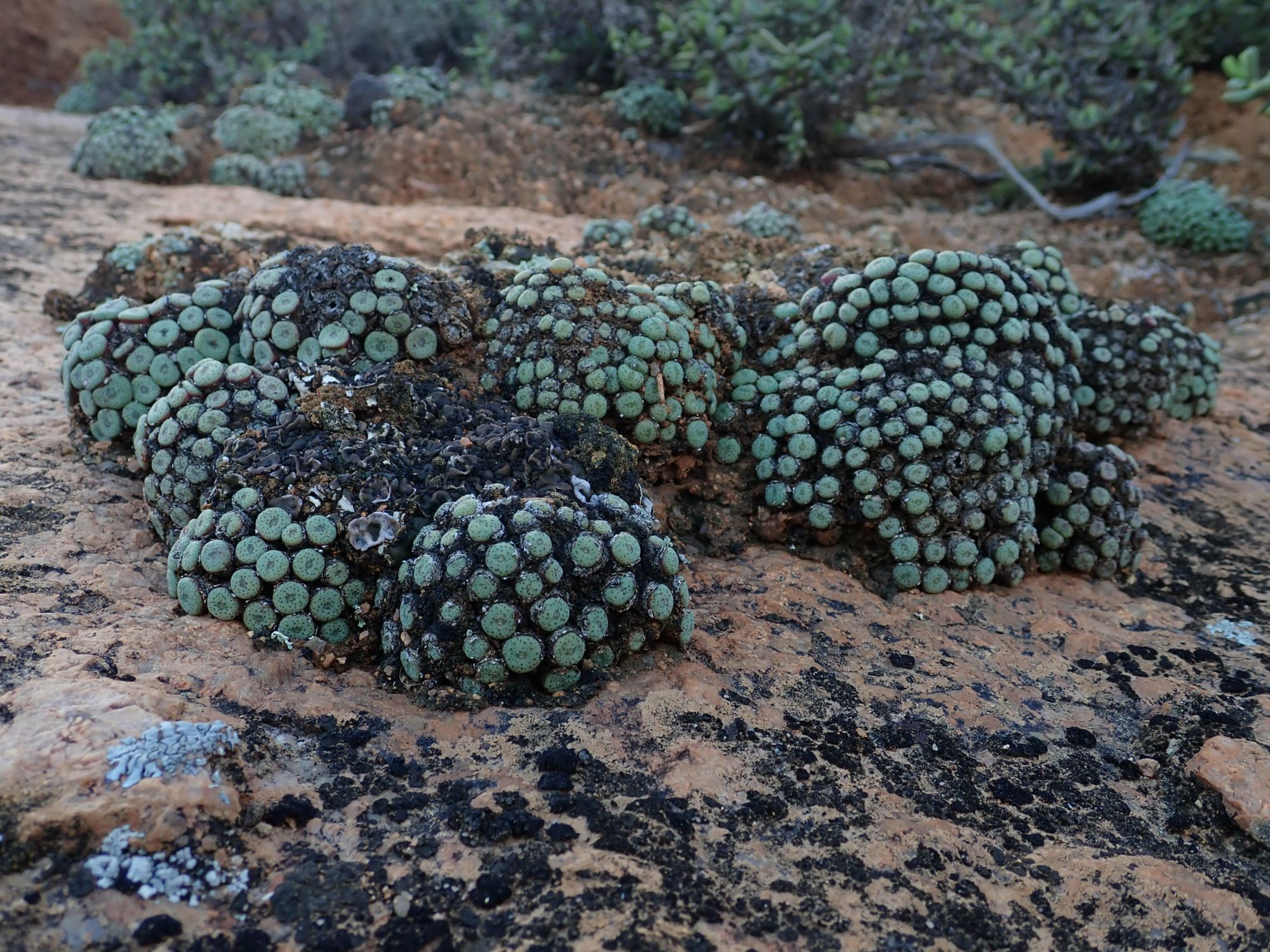 Image of Conophytum sp.
