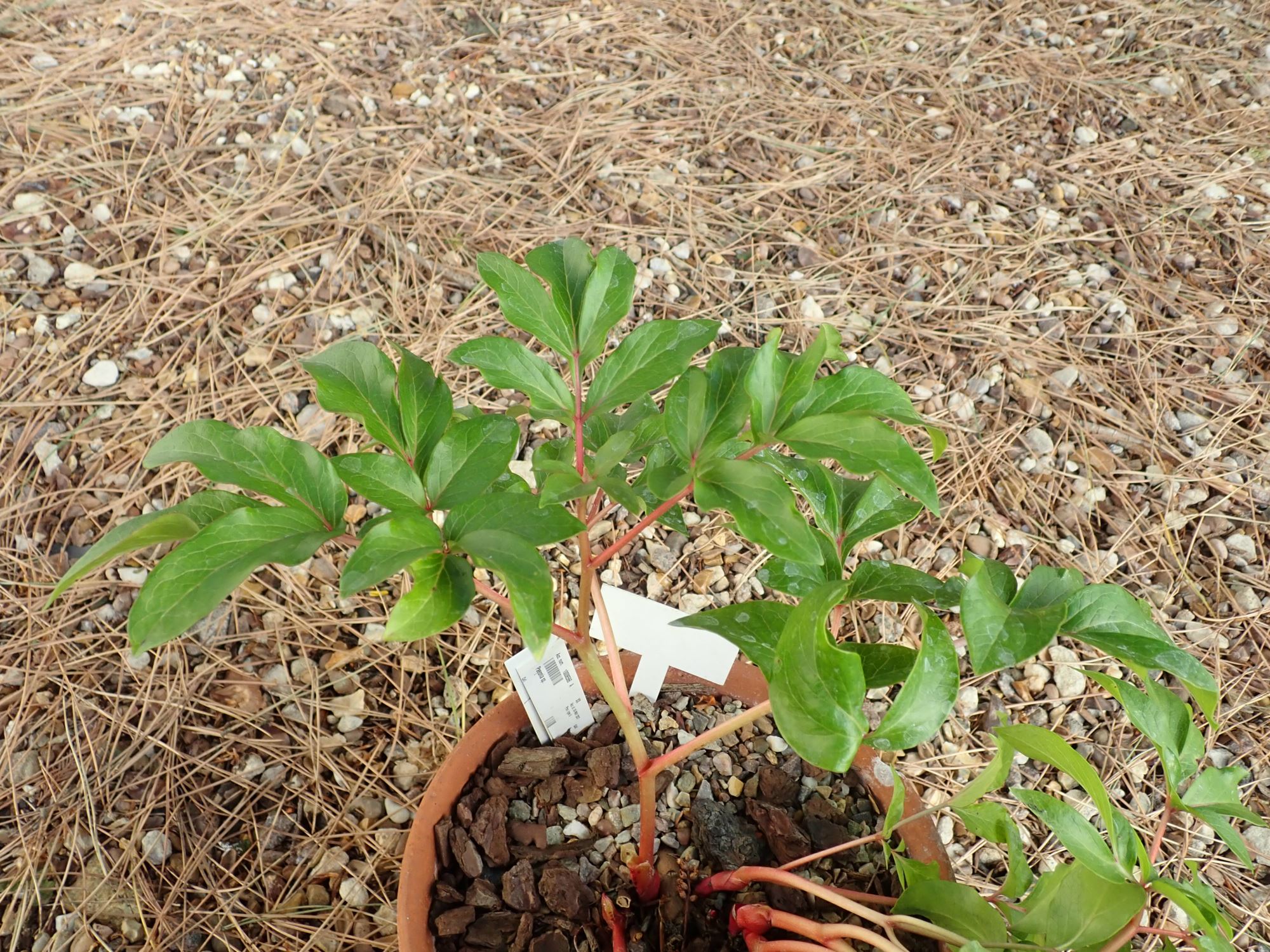 Image of Paeonia mascula subsp. mascula