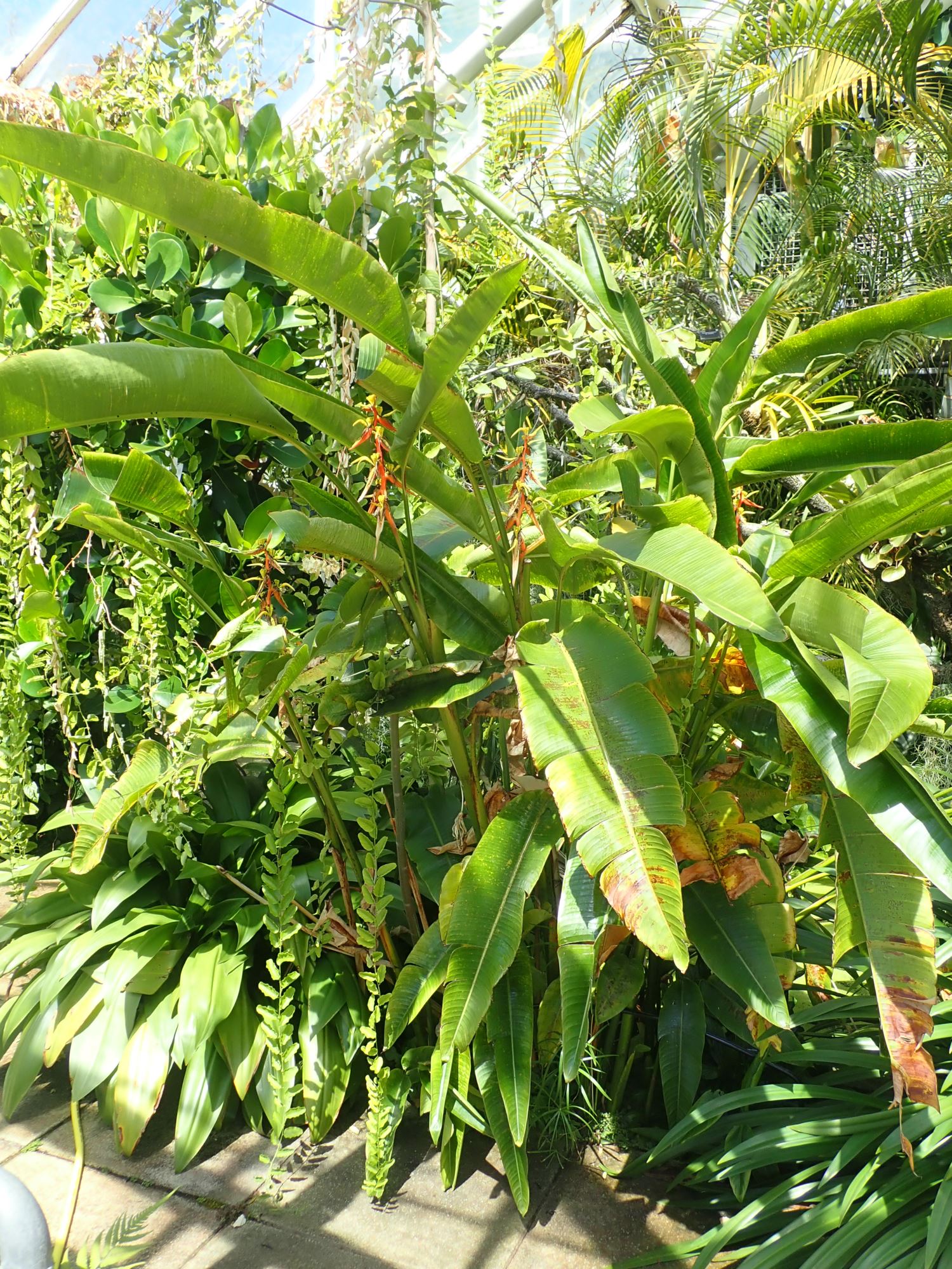 Image of Heliconia latispatha