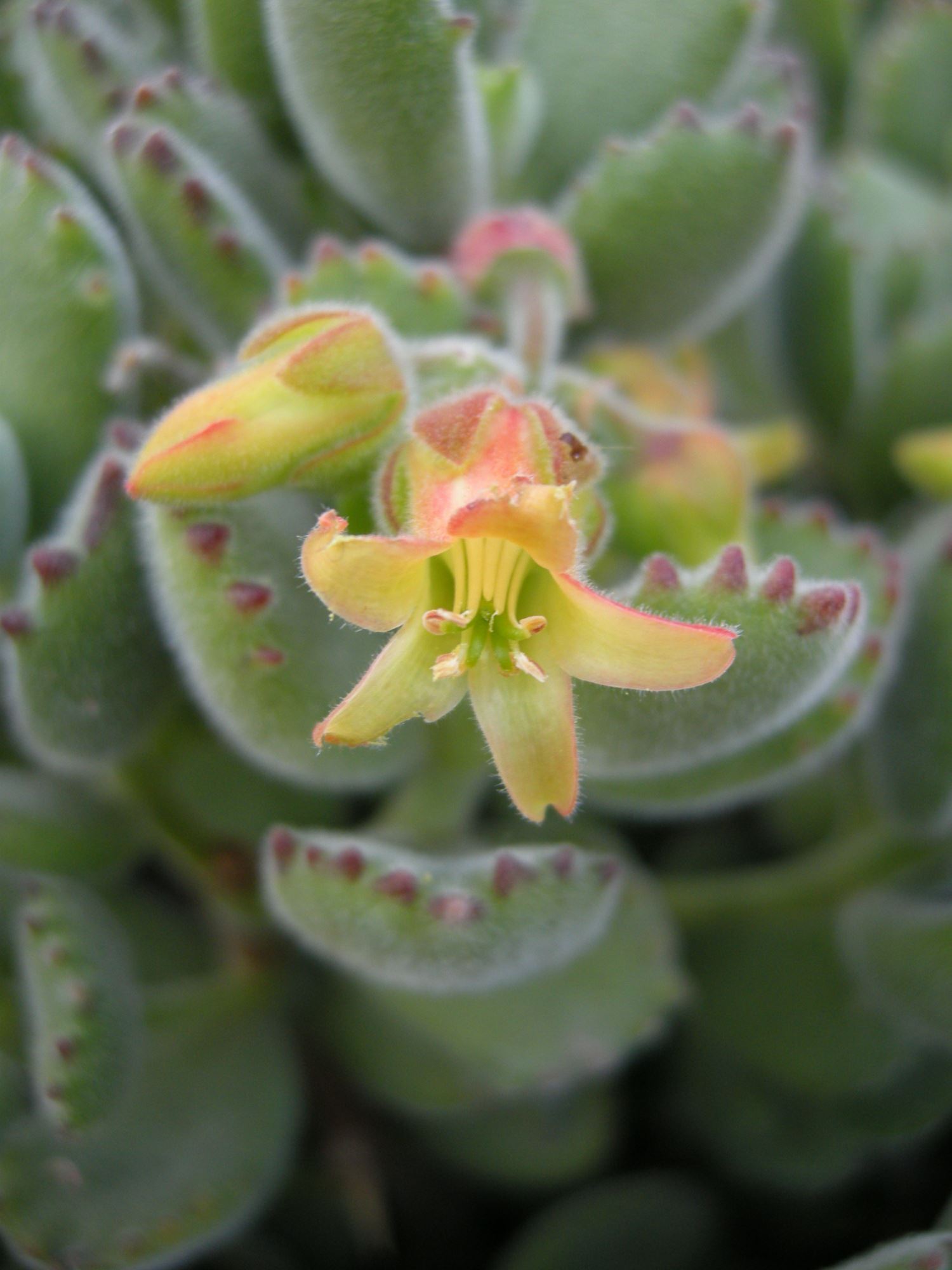 Image of Cotyledon tomentosa subsp. ladysmithensis