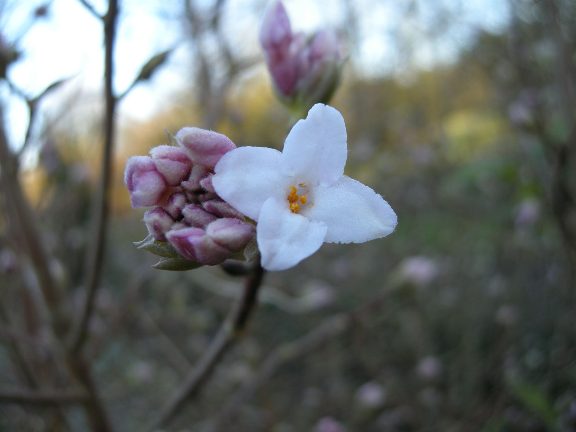 Image of Daphne bholua 'Jacqueline Postill'