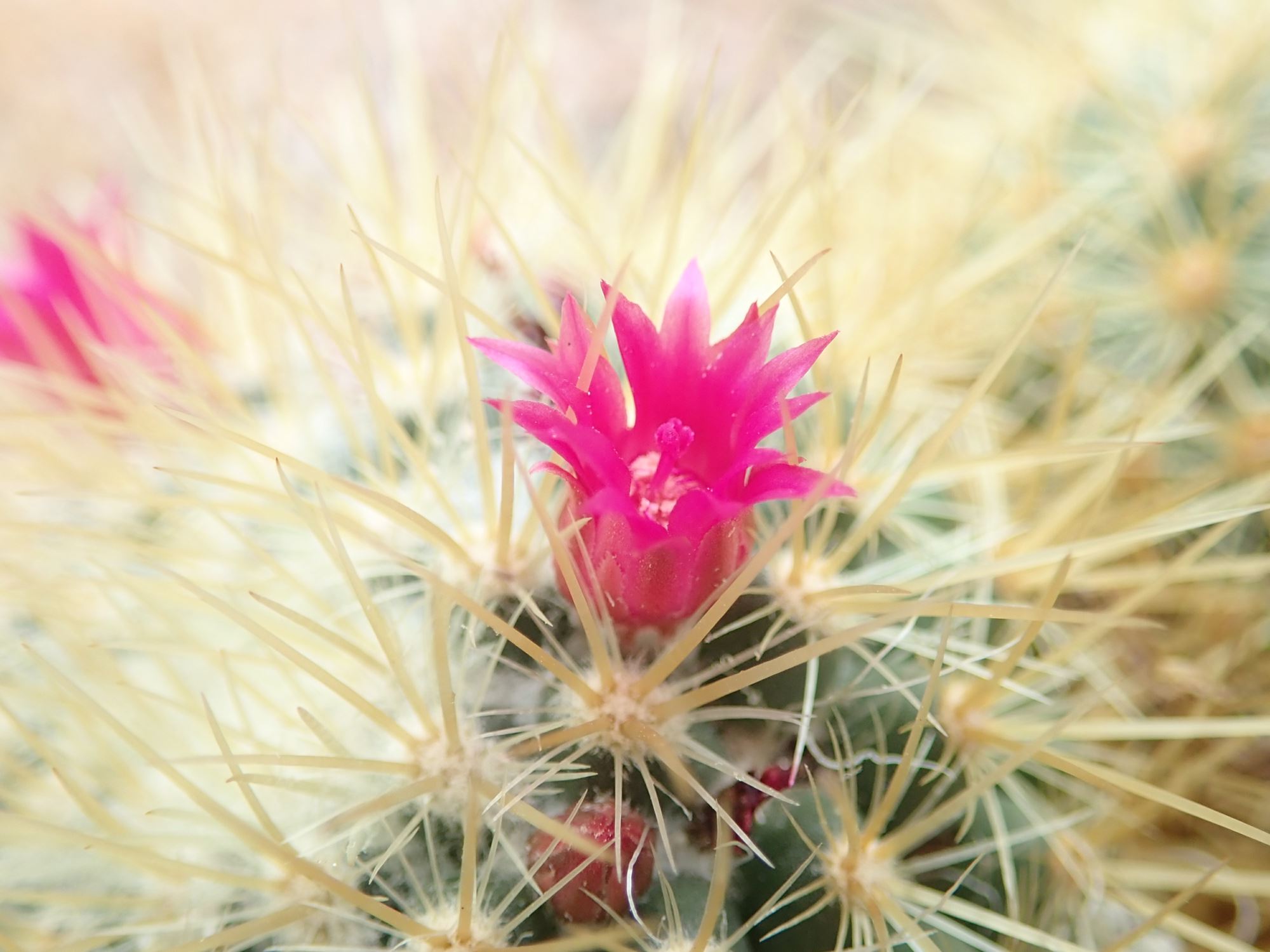 Image of Mammillaria rhodantha subsp. rhodantha
