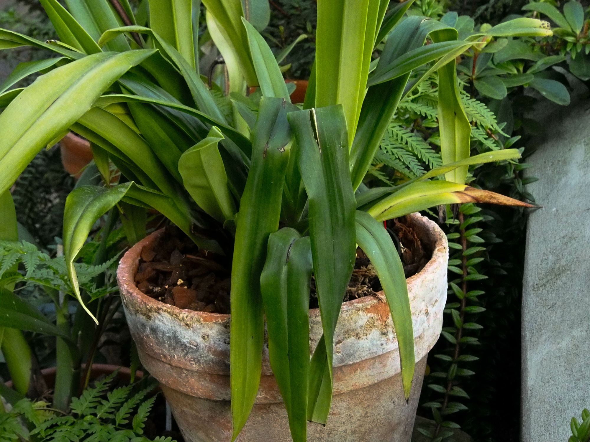 Image of Phragmipedium Ã— sedenii 'Lyoth Sprate'