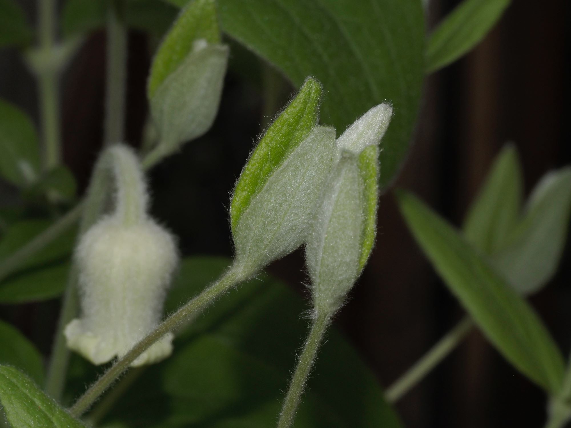 Image of Clematis coactilis