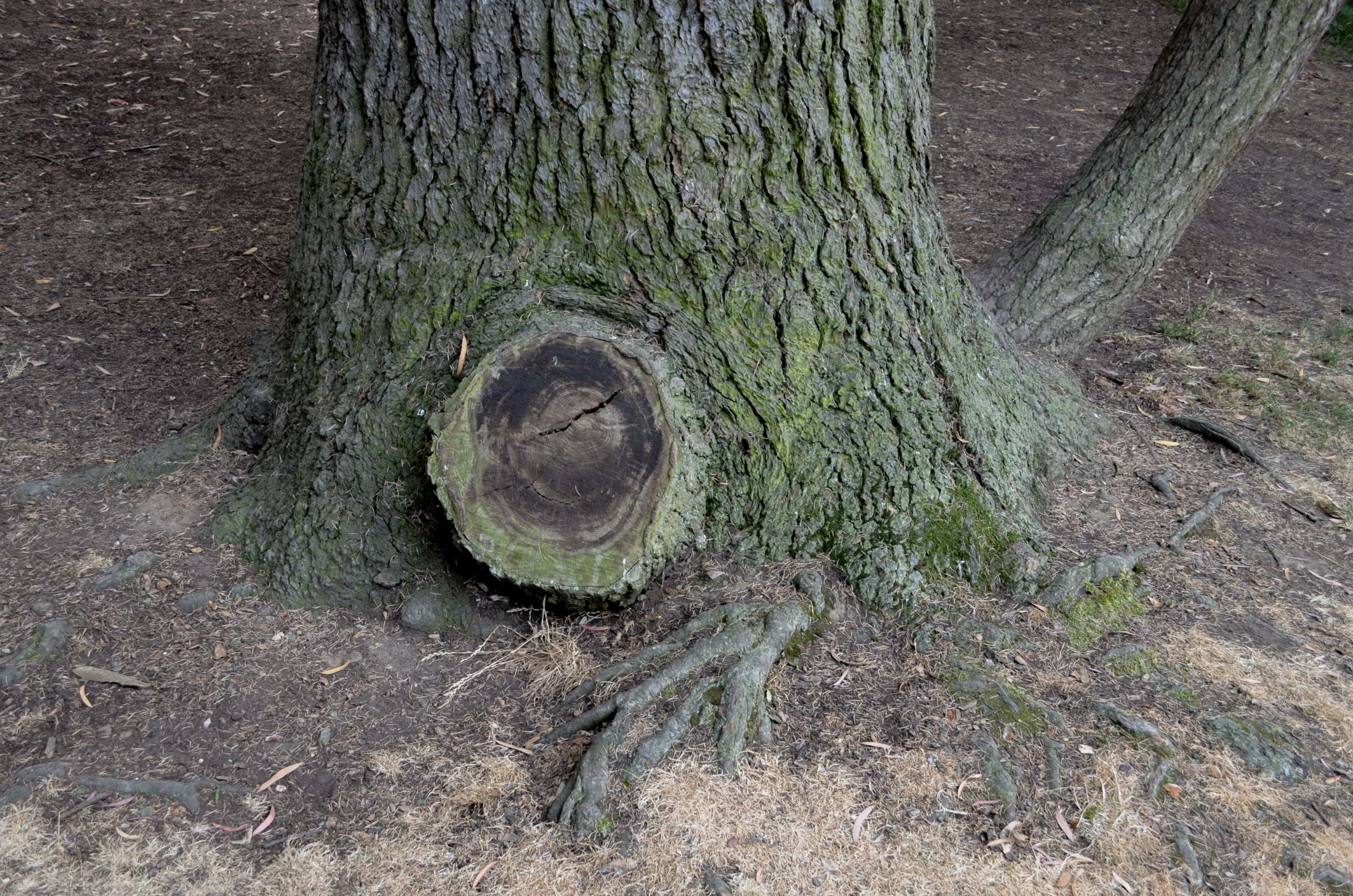 Image of Cedrus atlantica 'Glauca'