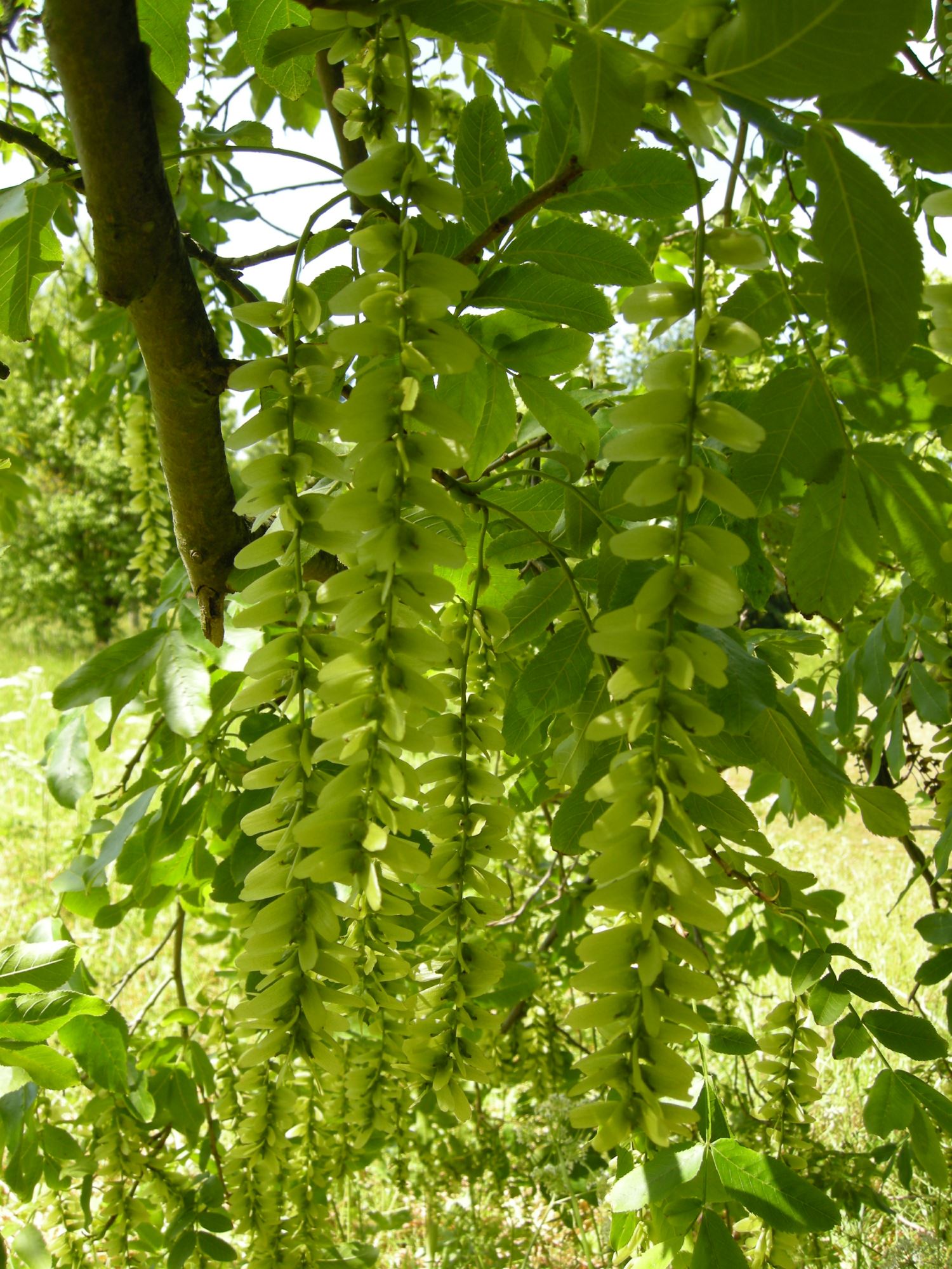 Image of Pterocarya stenoptera