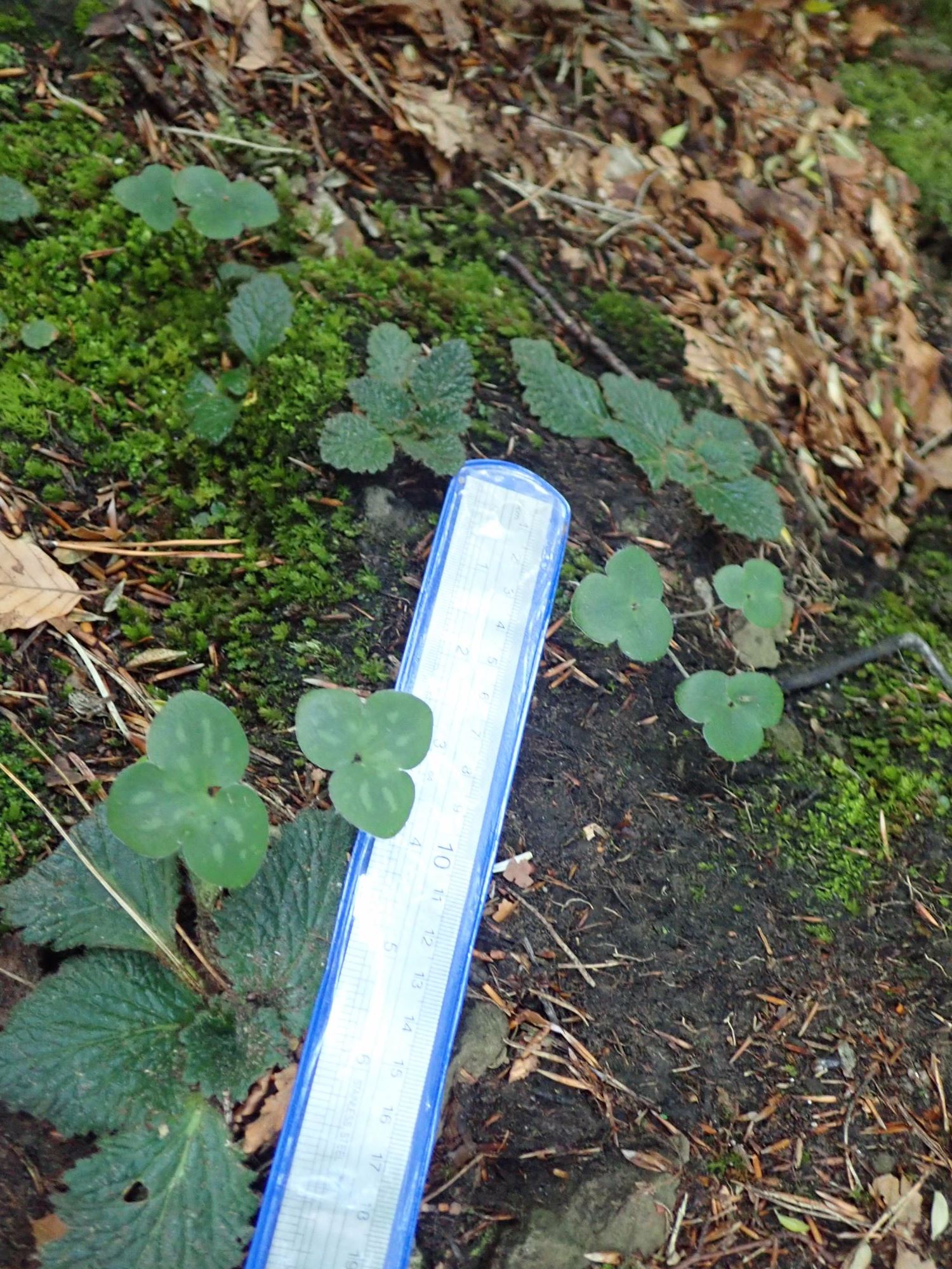 Image of Hepatica nobilis