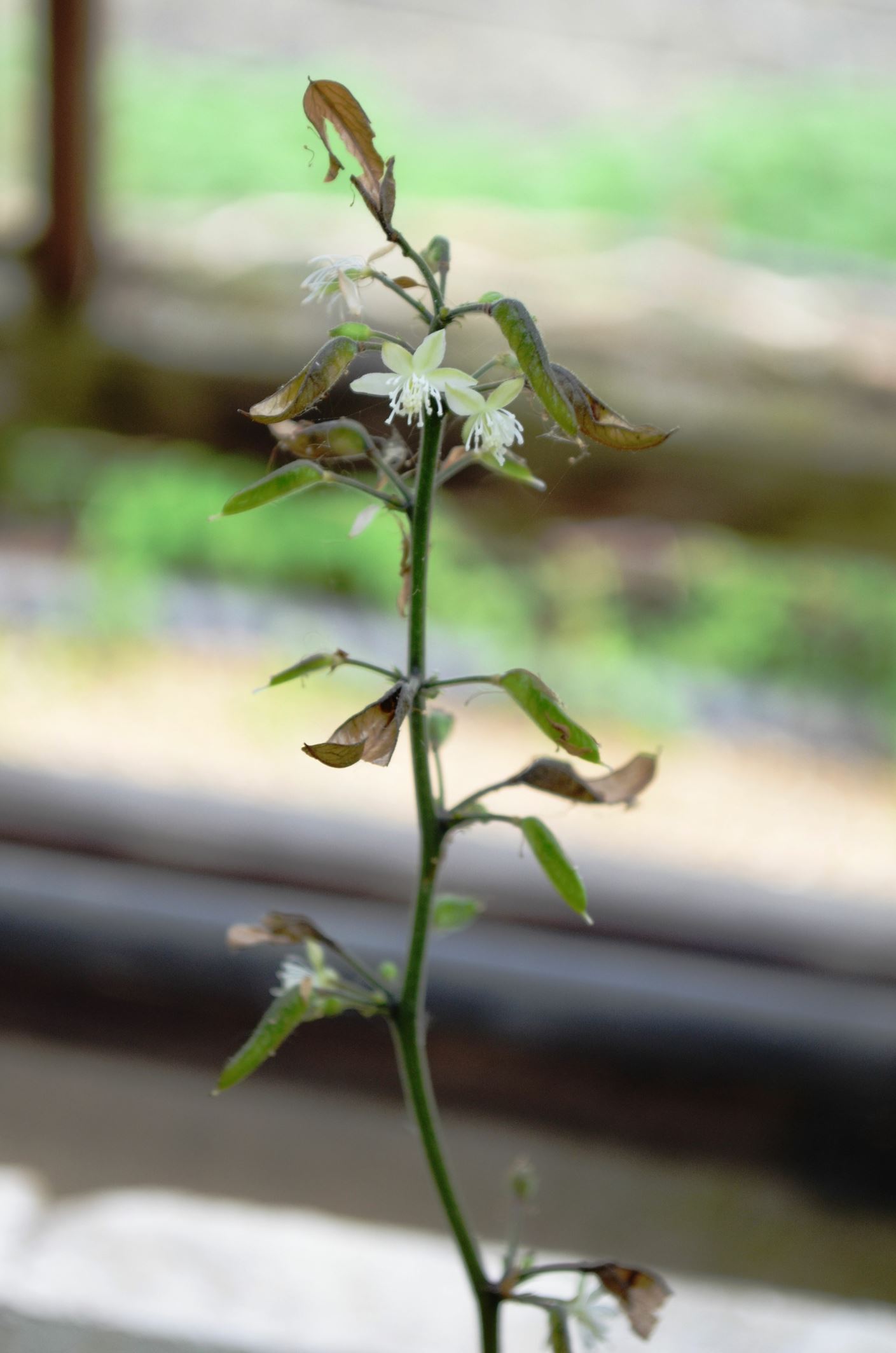 Image of Beesia calthifolia