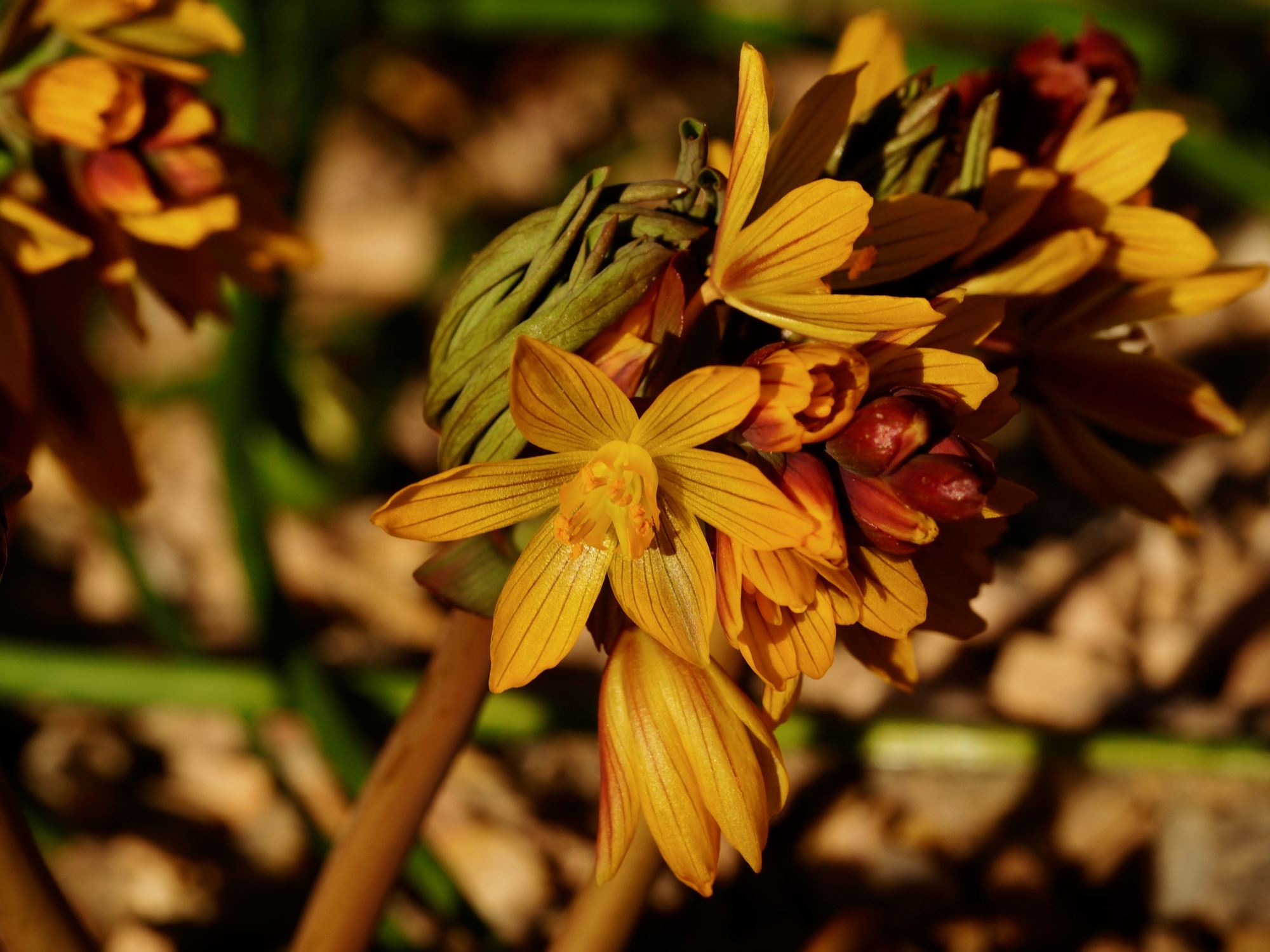 Image of Gymnospermium albertii