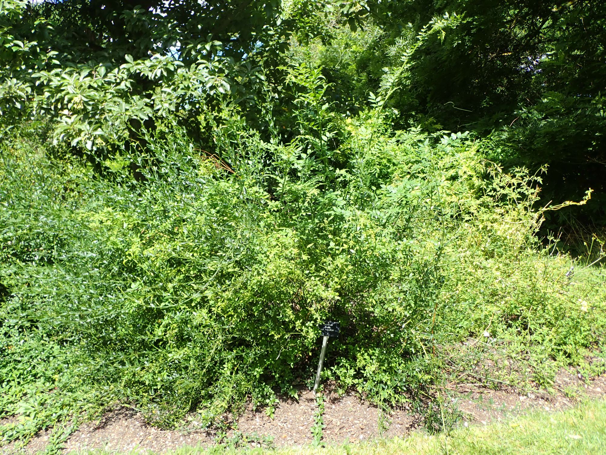 Image of Jasminum humile var. revolutum