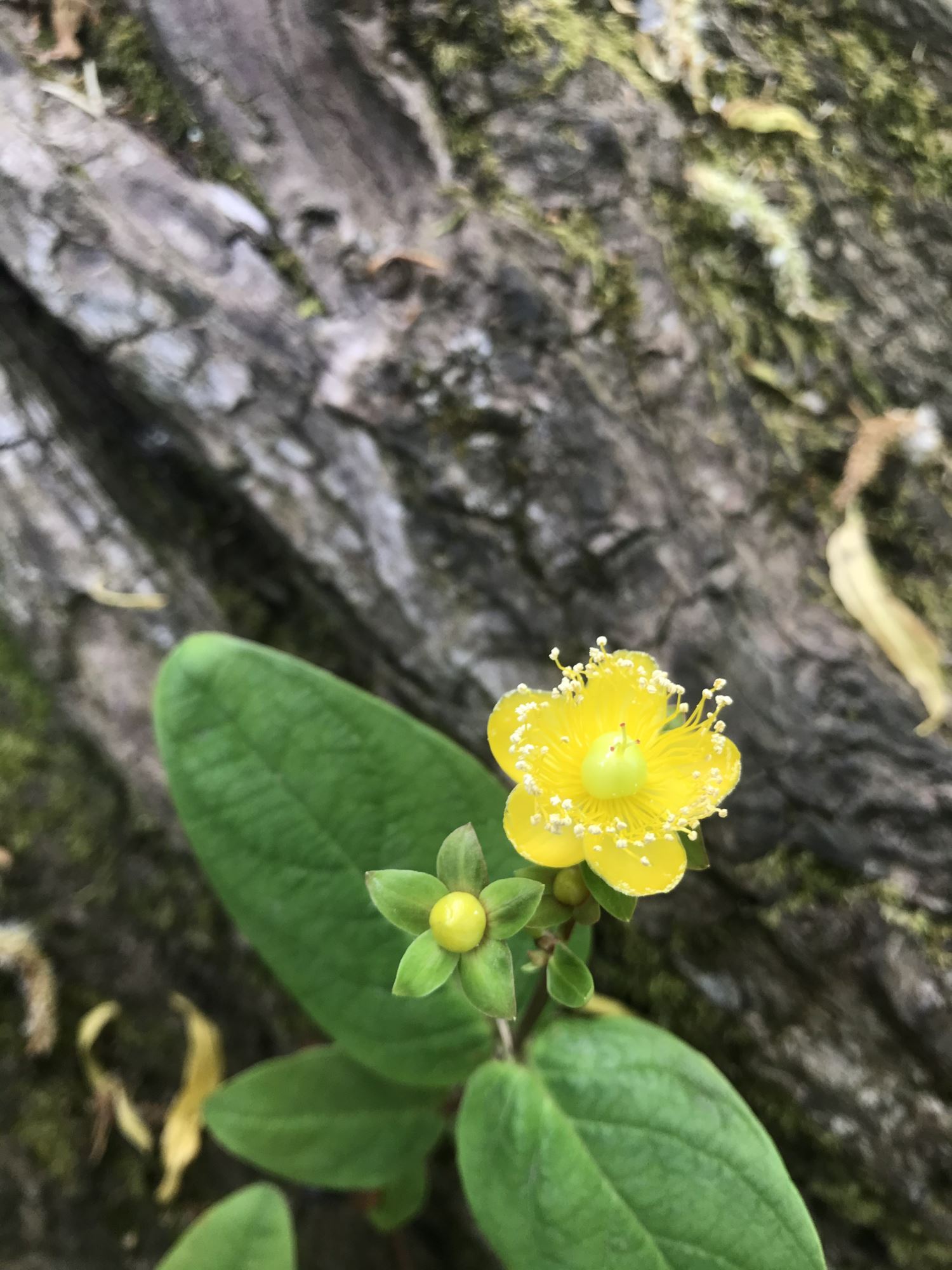 Image of Hypericum androsaemum