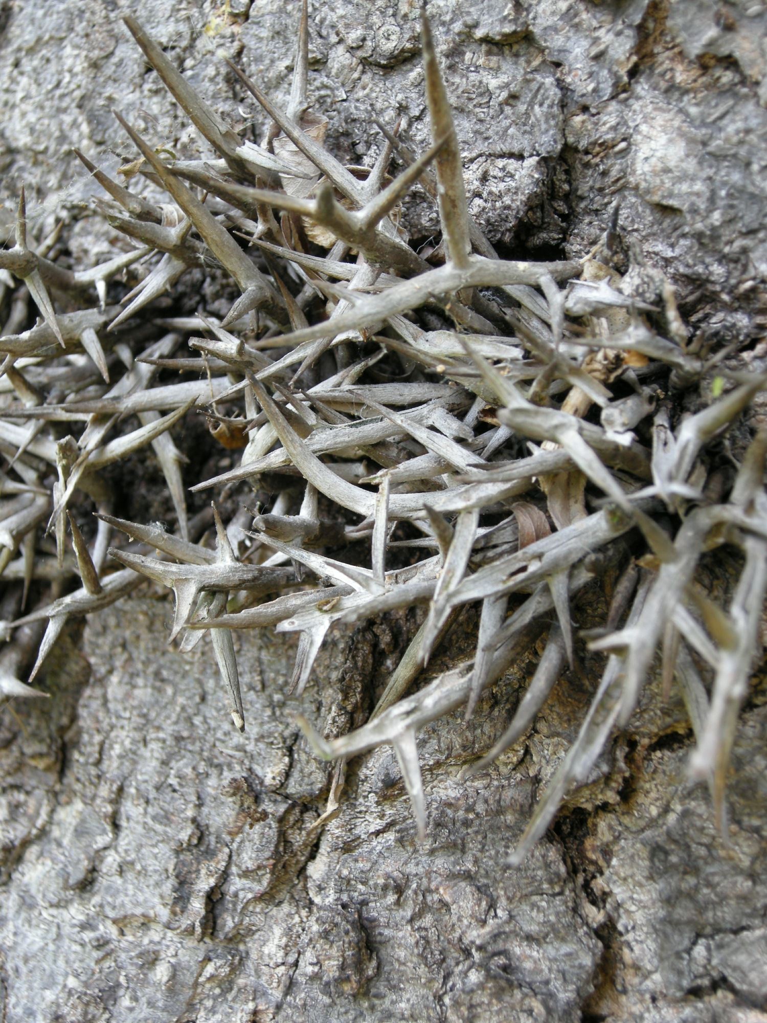 Image of Gleditsia sinensis