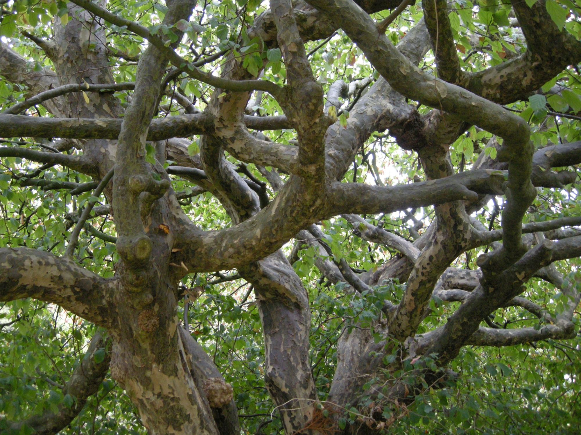 Image of Parrotia persica