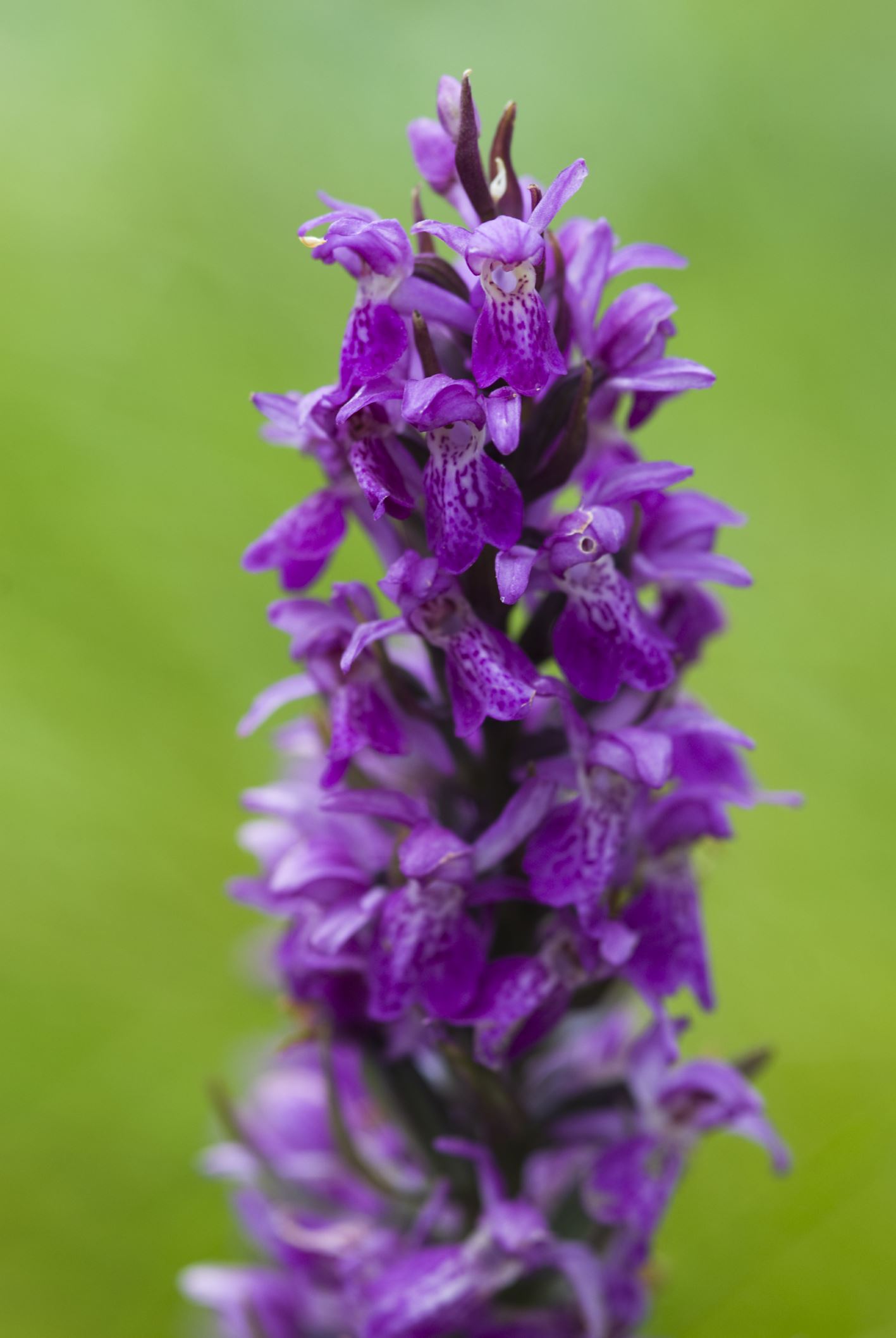 Image of Dactylorhiza praetermissa