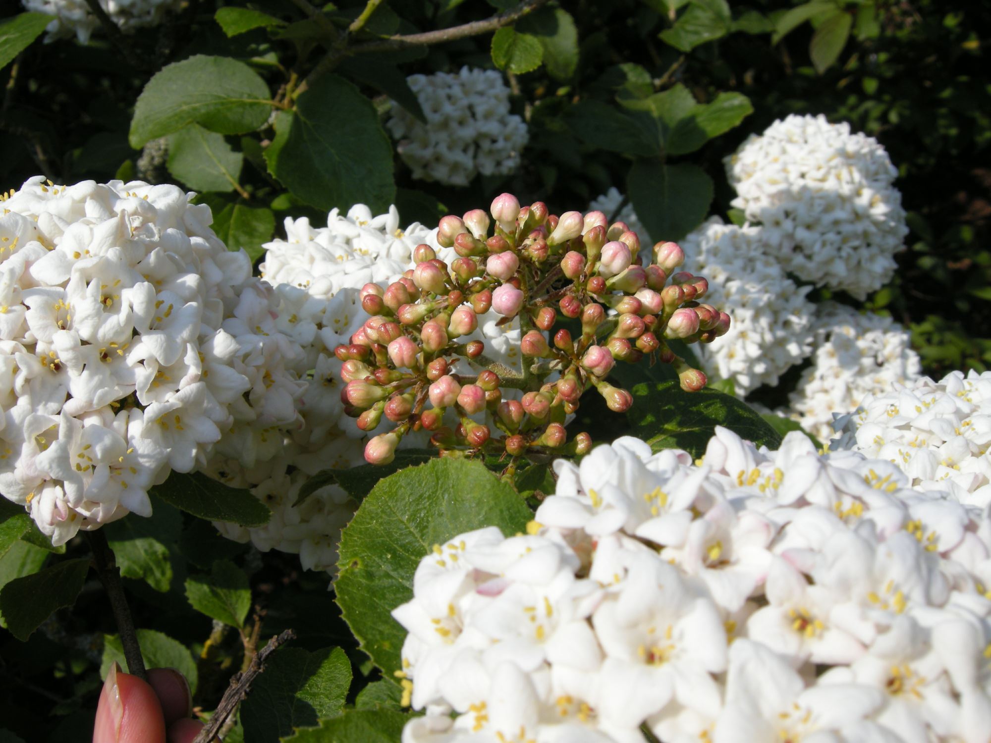 Image of Viburnum Ã— carlcephalum